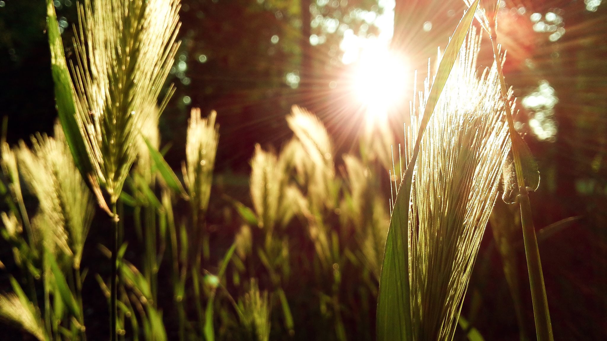 False Wheat in a False Summer