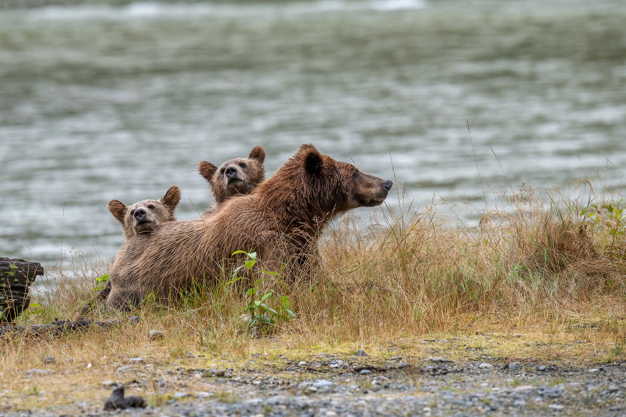 Mamma grizzly e i due cuccioli