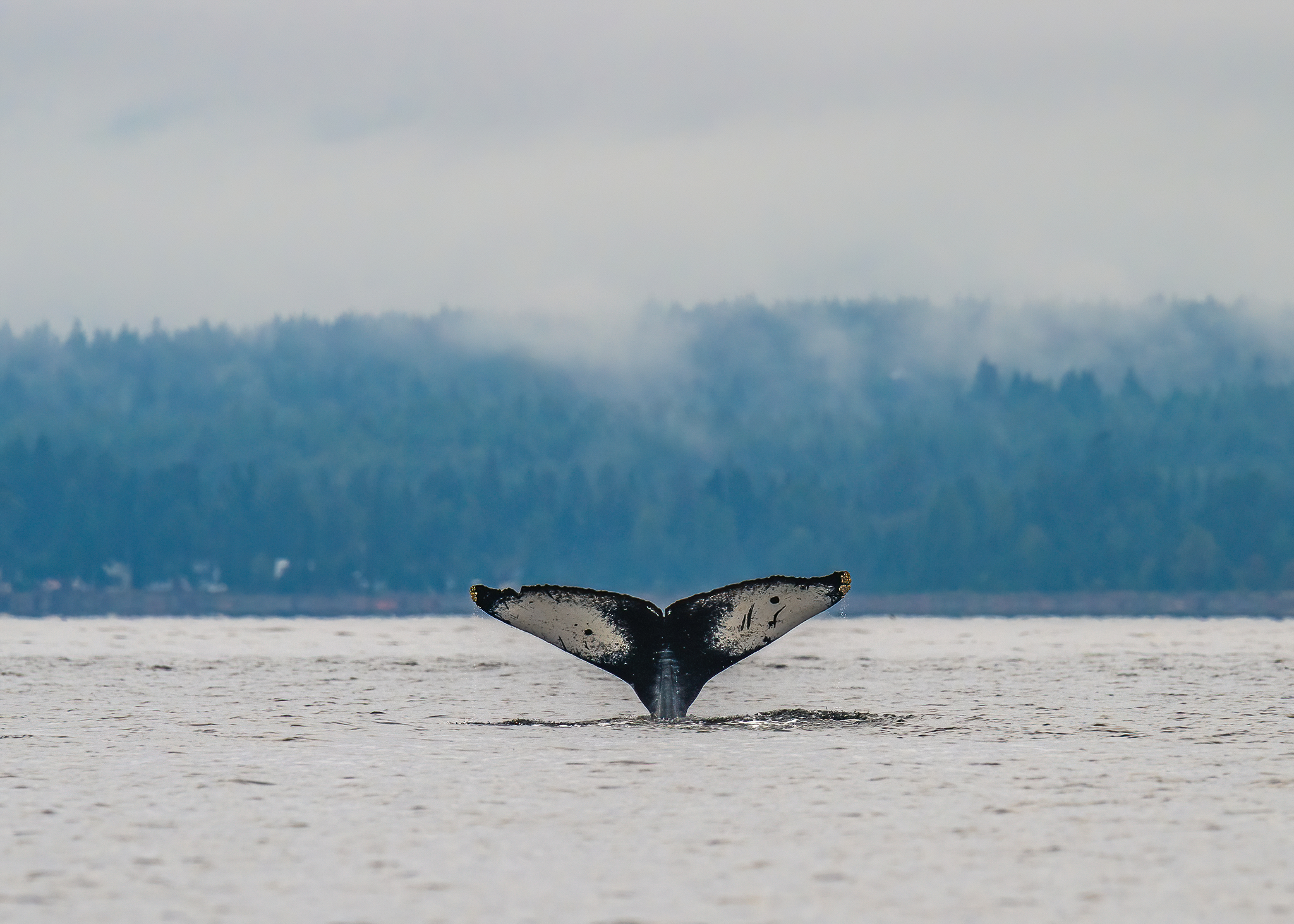 Megattera davanti Vancouver Island
