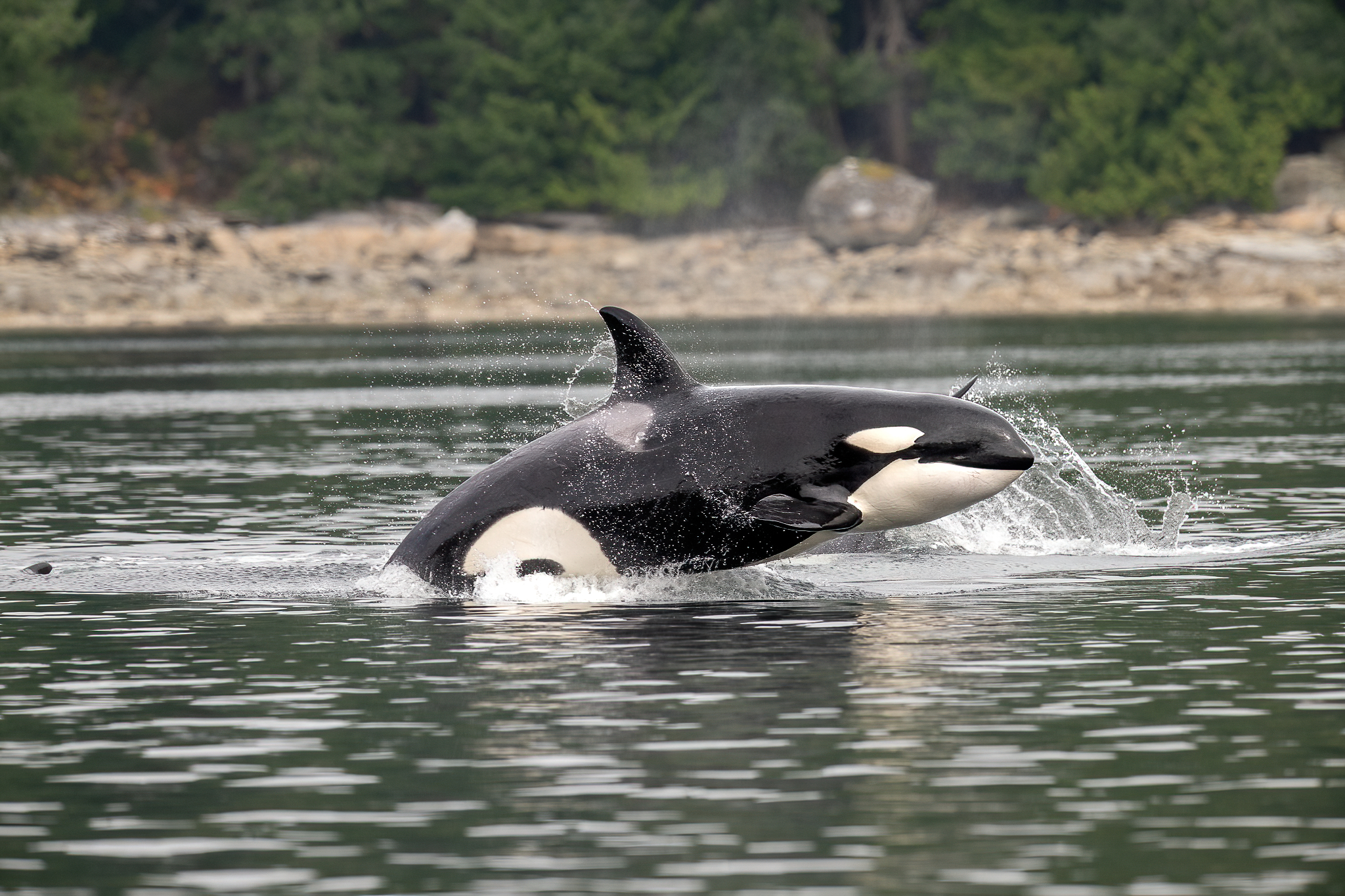 Il salto dell'assassina