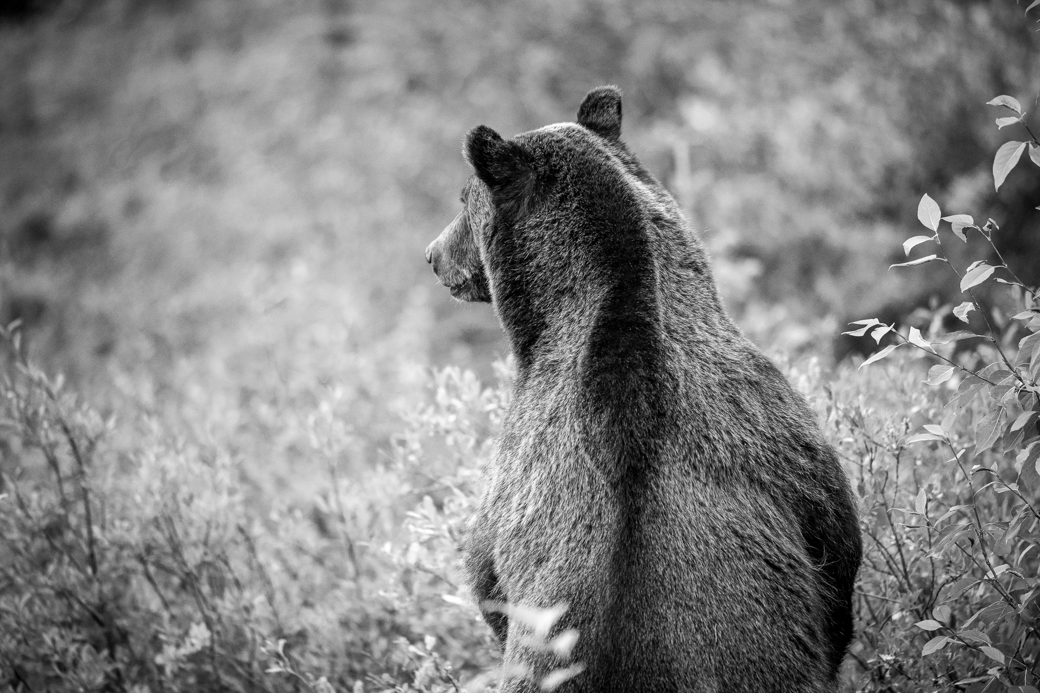 La gobba del grizzly