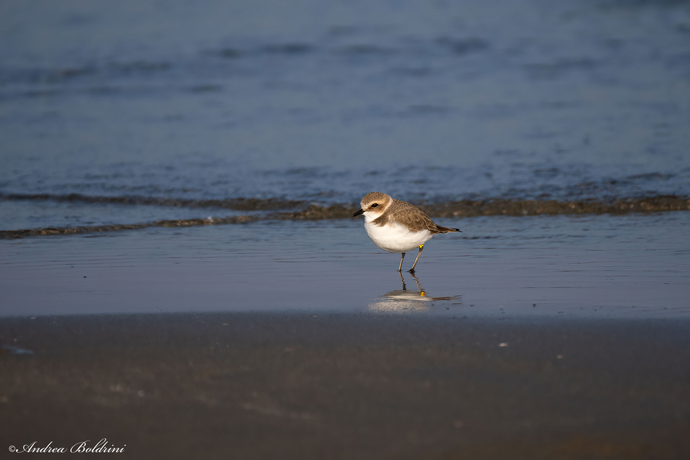 Kentish plover