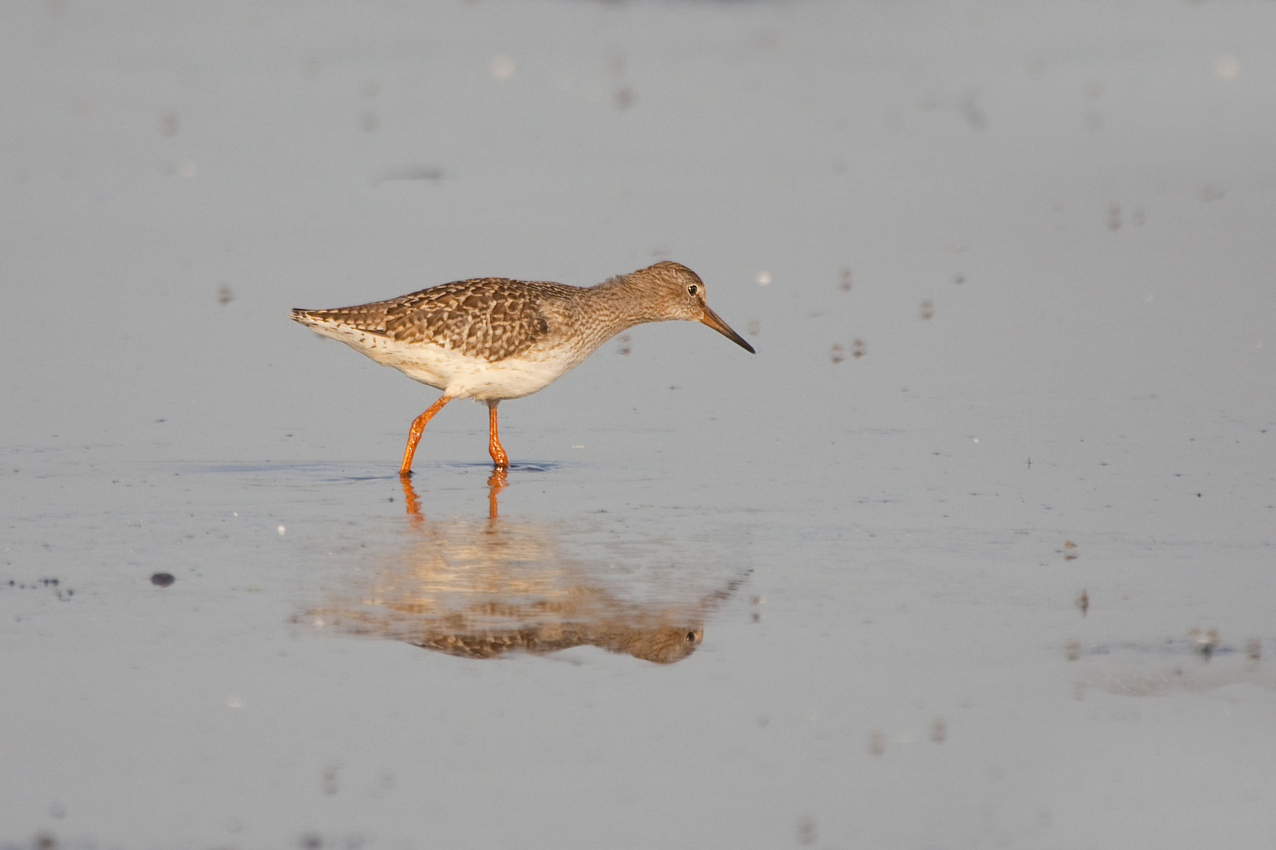Redshank at dawn