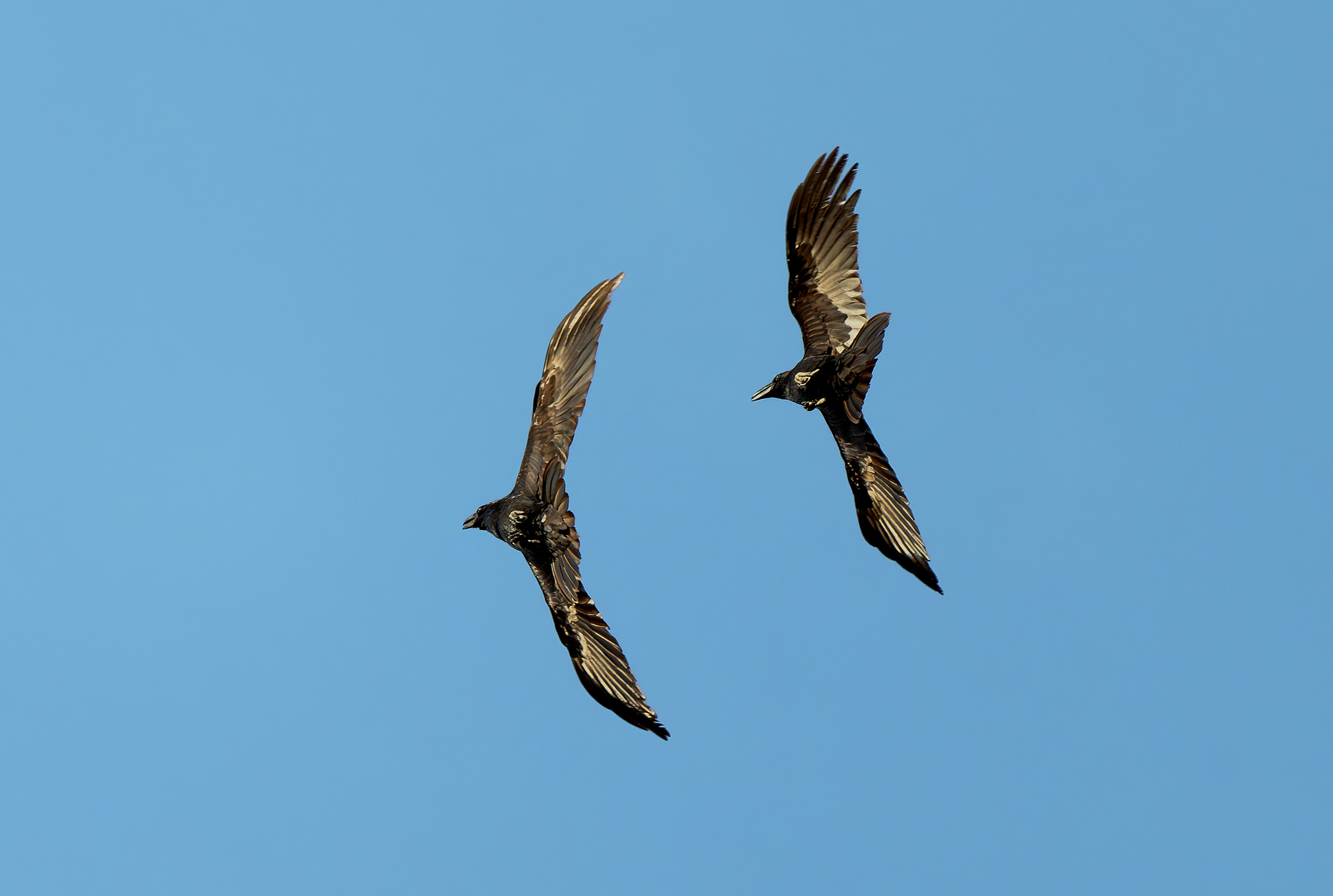 Coppia di Corvi imperiali