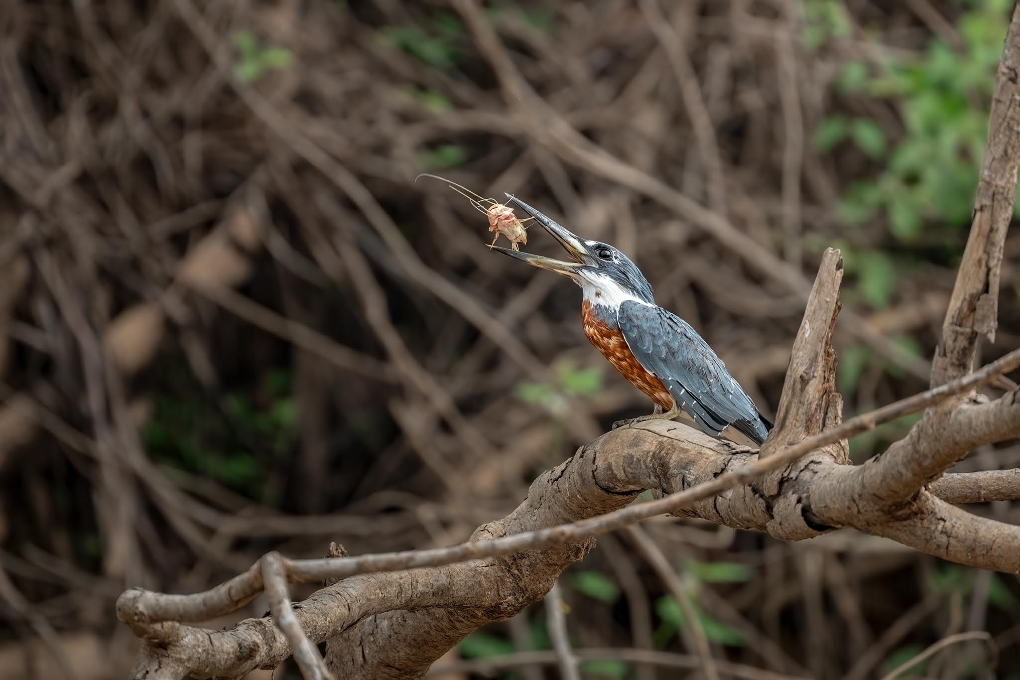 Catfish for lunch