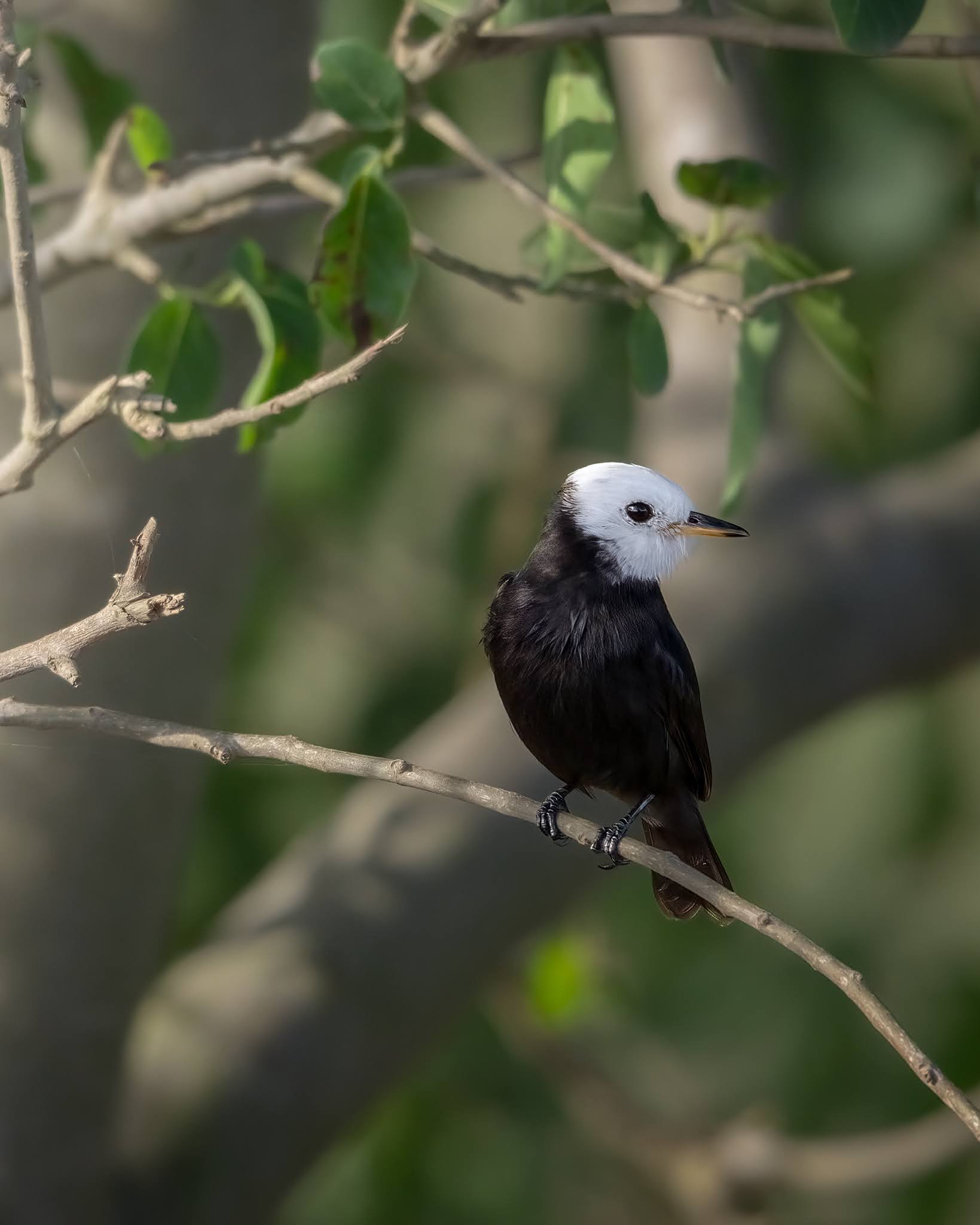 White-headed swamp tyrant