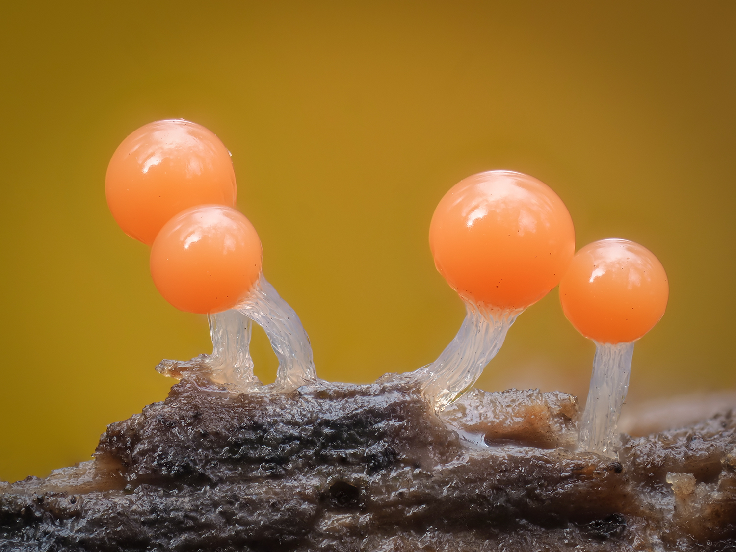 Hemitrichia sp.