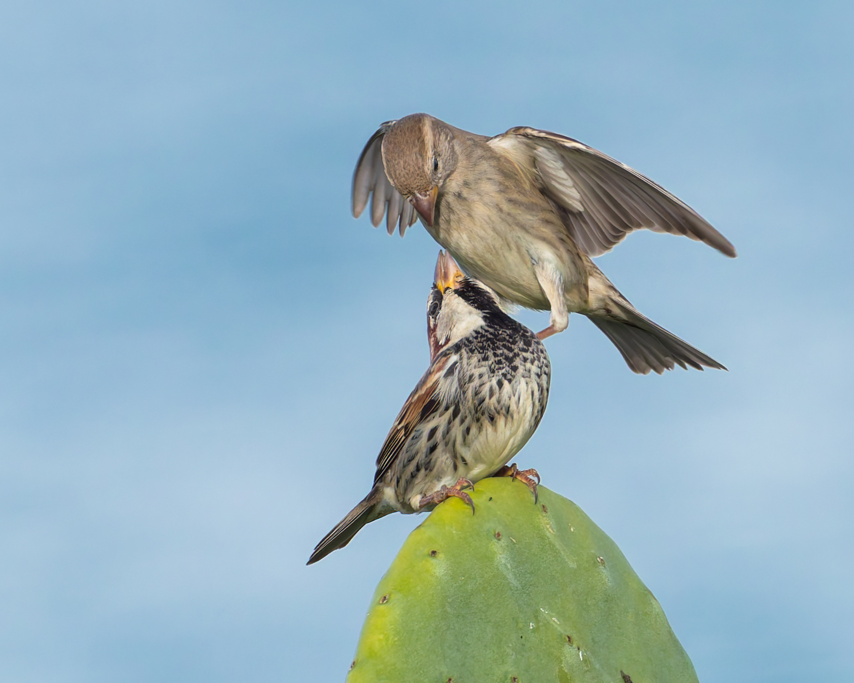 Sparrow quarrels