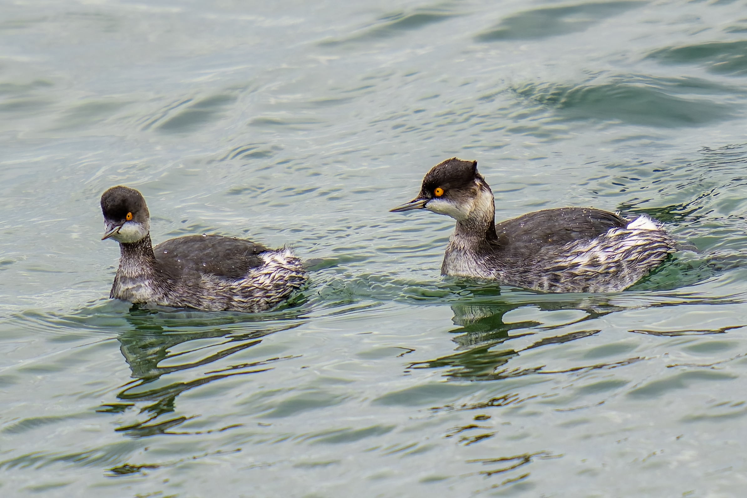 Podiceps nigricollis nigricollis (Black-necked Grebe)