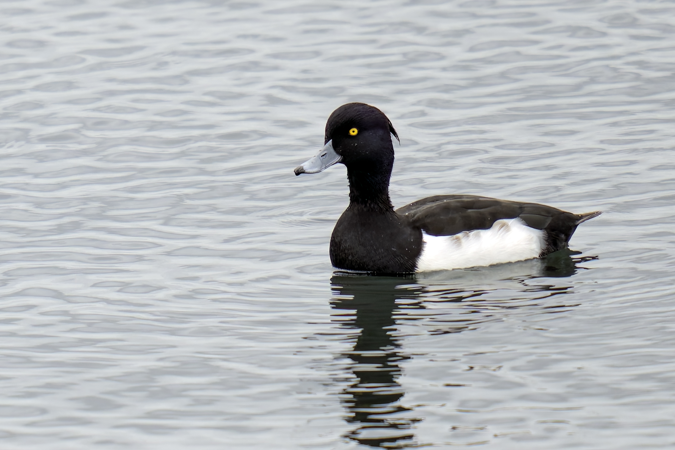 Aythya fuligula (Moretta maschio) Mar Caspio