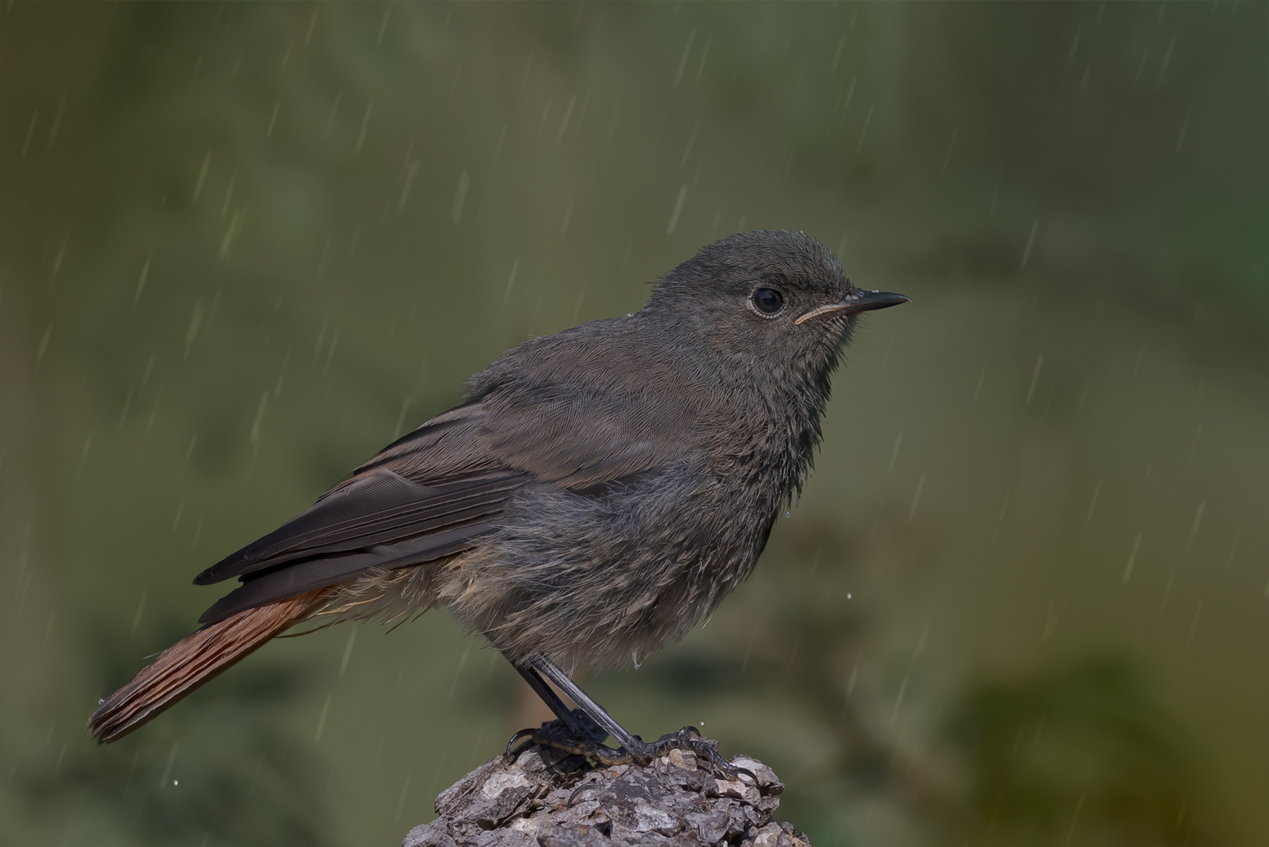 Male chimney sweep redstart