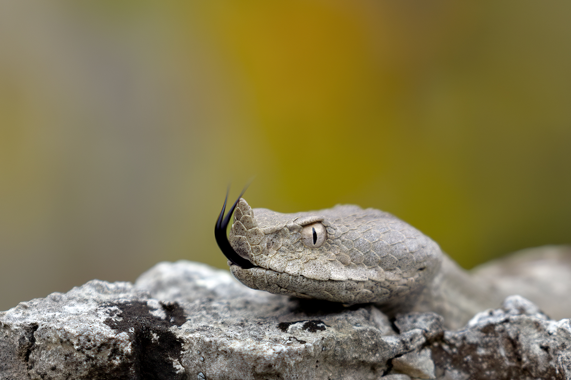 Vipera ammodytes