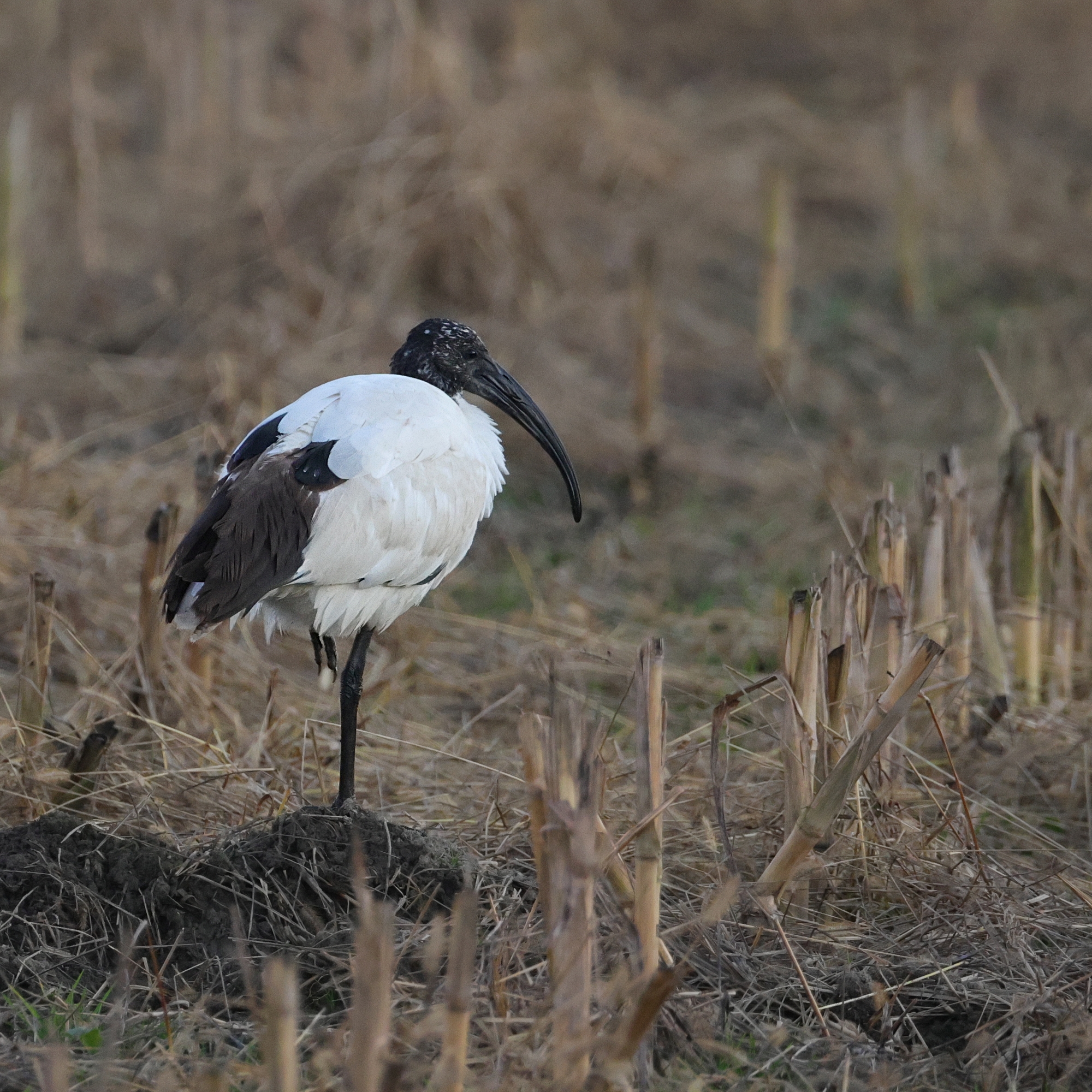 Ibis sacro