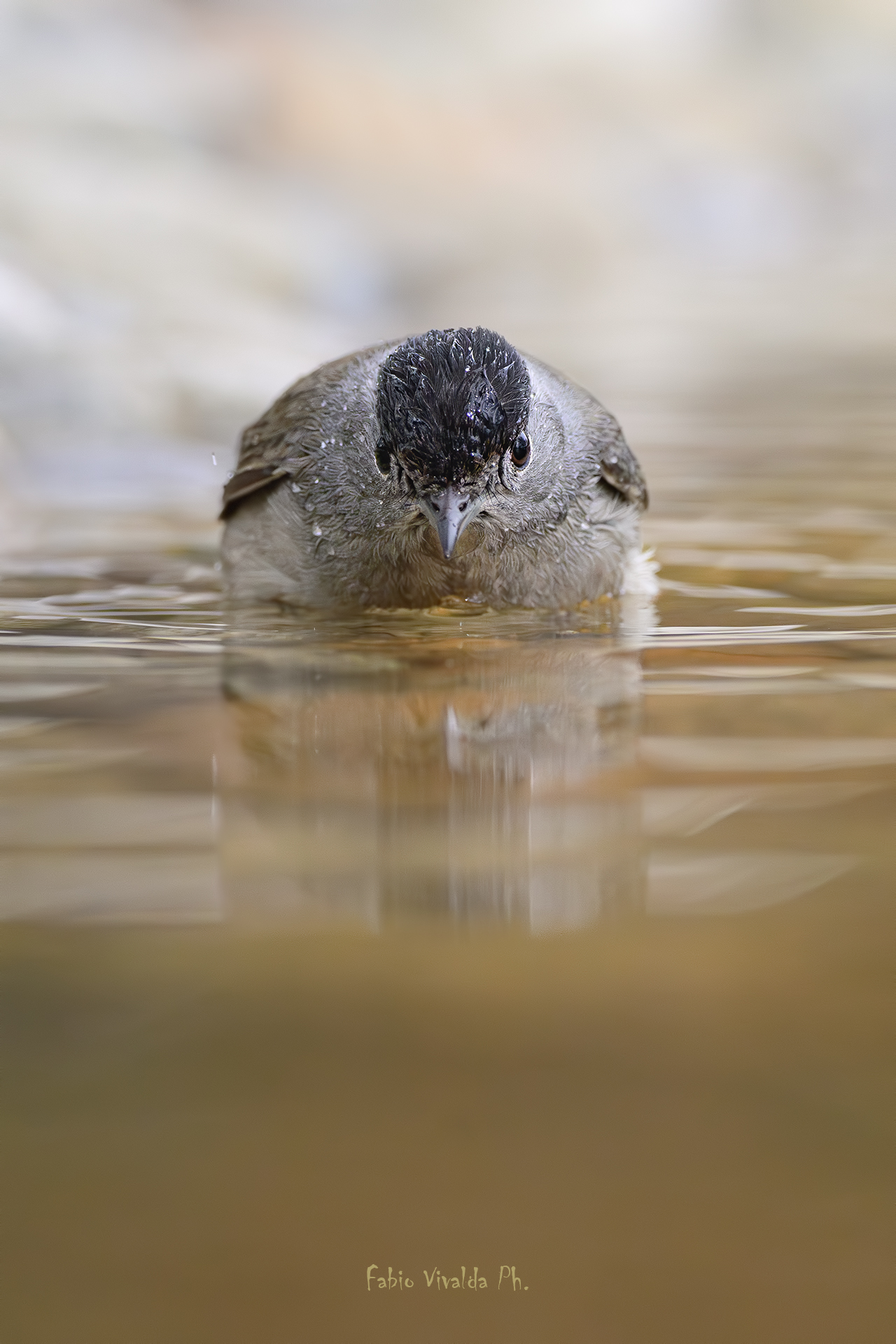 A meeting of glances with the Blackcap