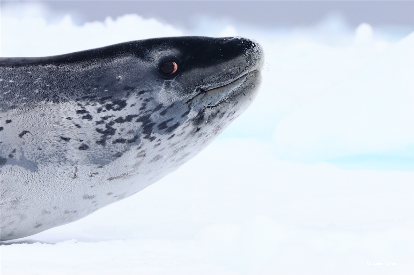 Leopard Seal, Kinnes cove, Antarctic Peninsula