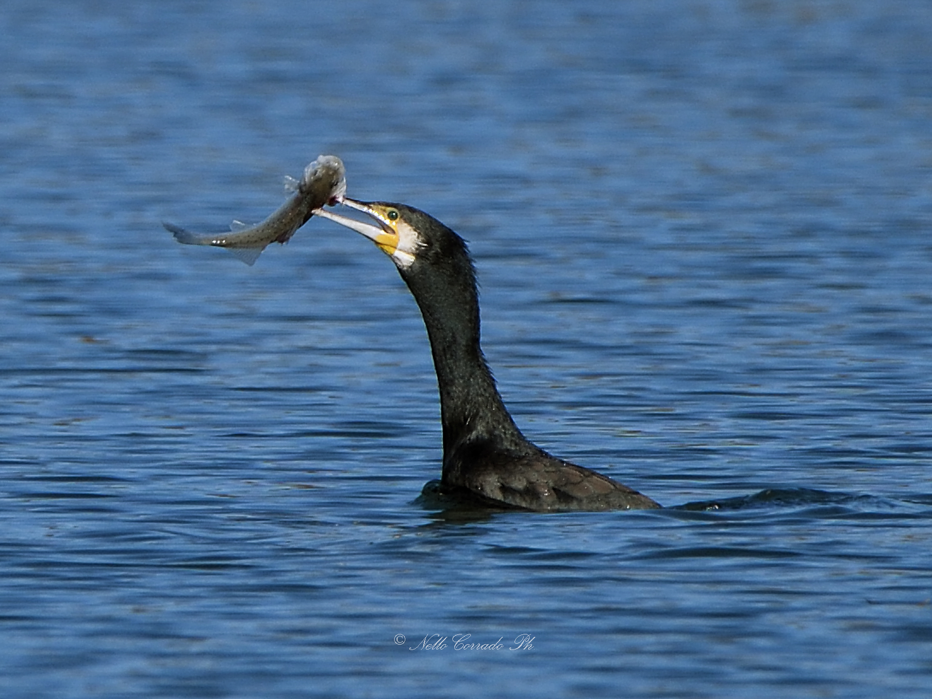 the Cormorant snack