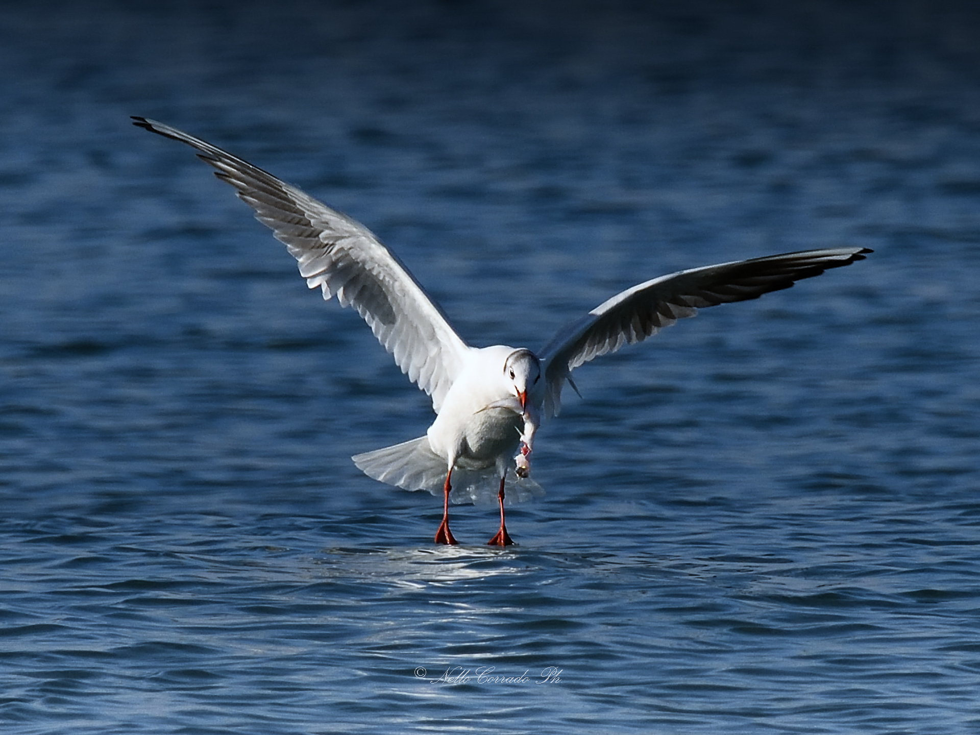 Seagull with prey