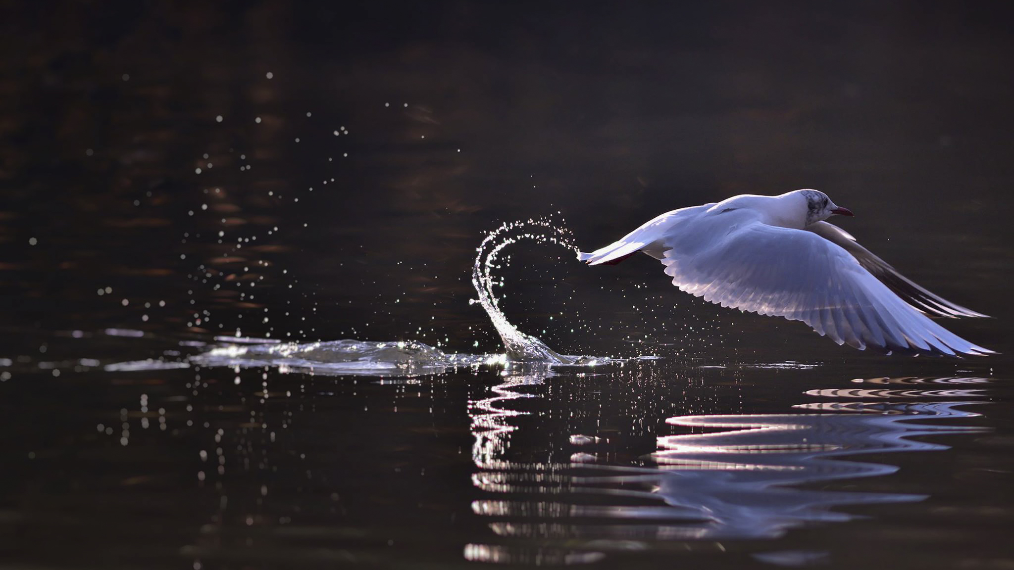 Il gabbiano e il Cigno...