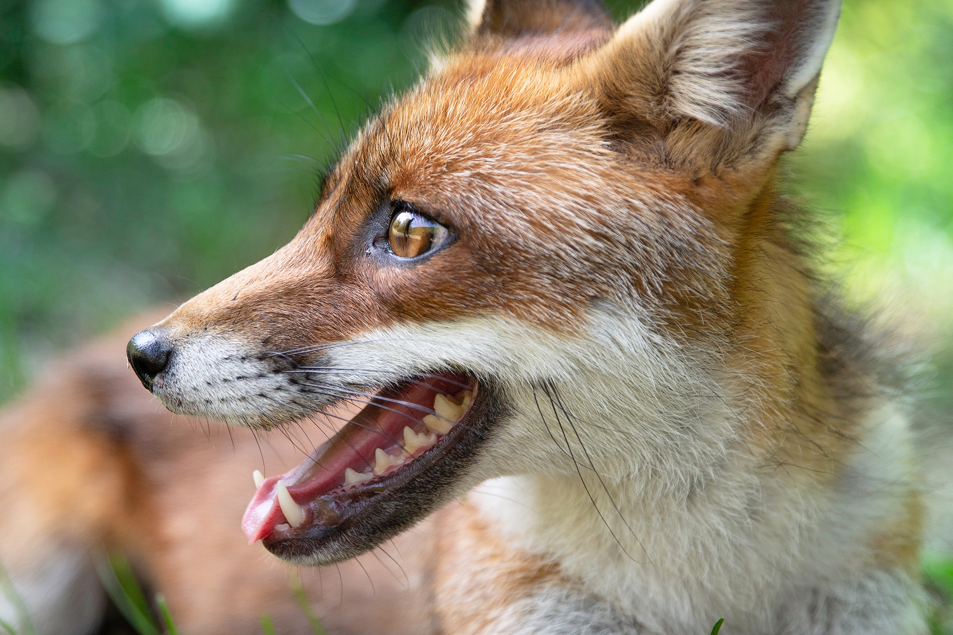 The Fox