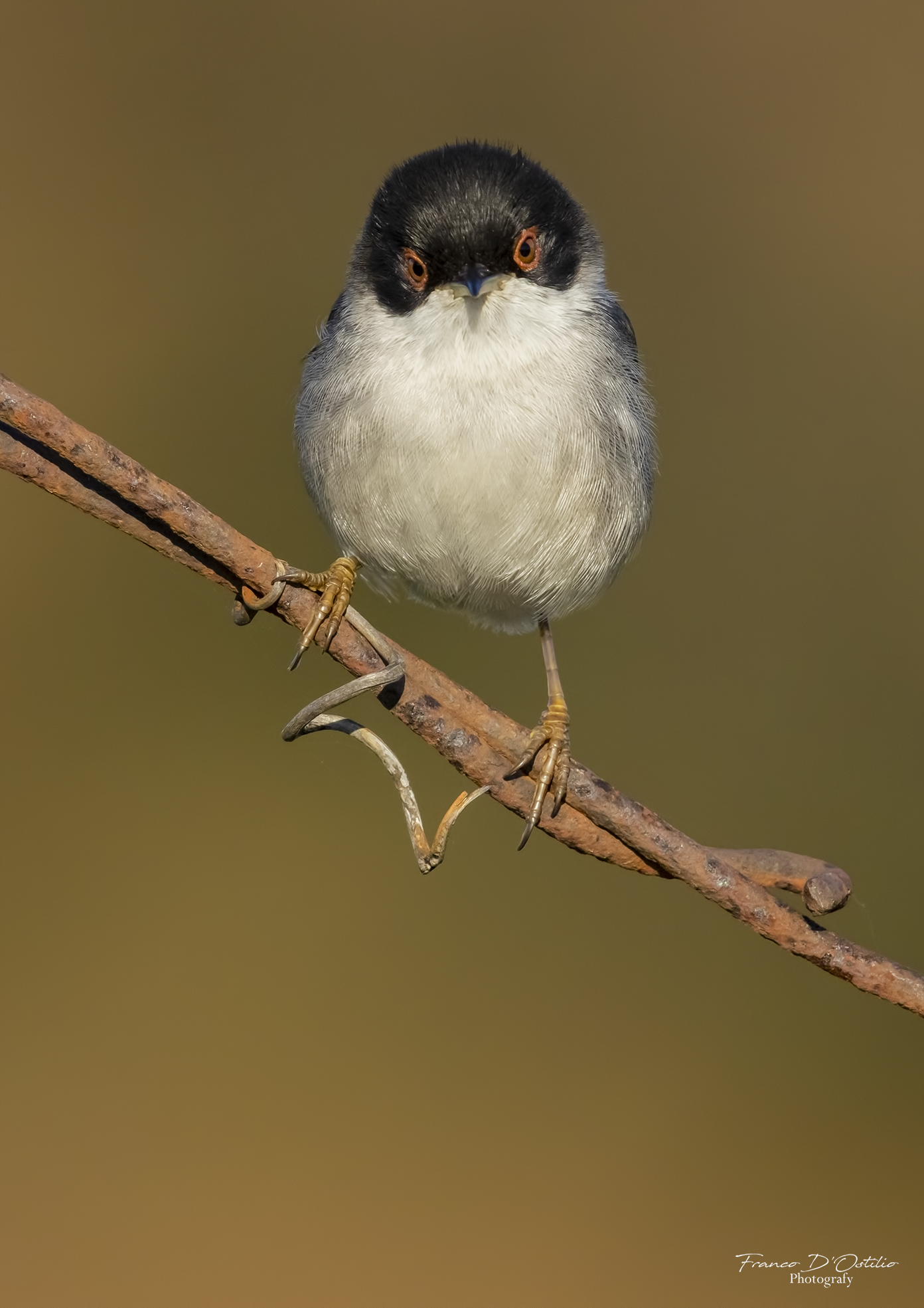 Occhiocotto