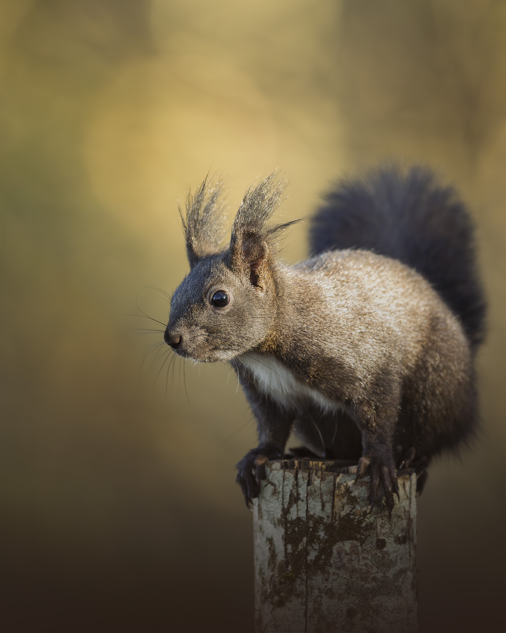 Scoiattolo rosso europeo