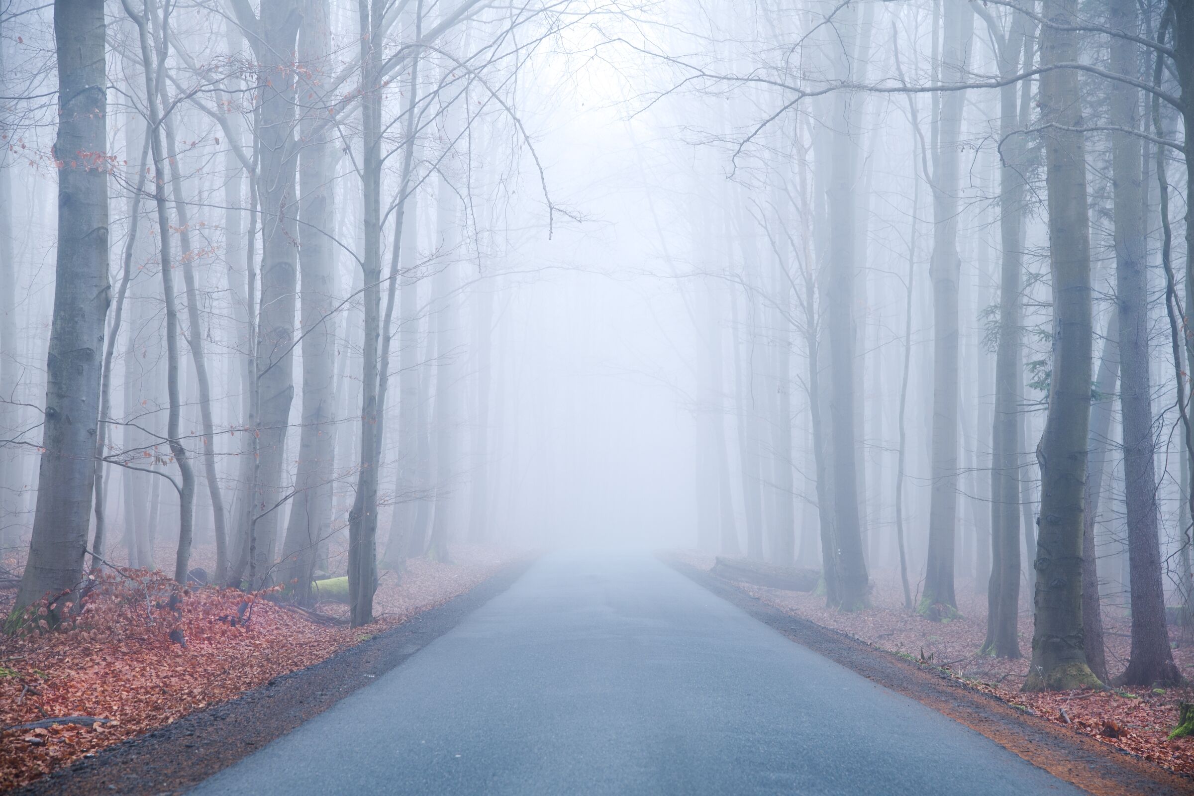 Nebbia nella foresta