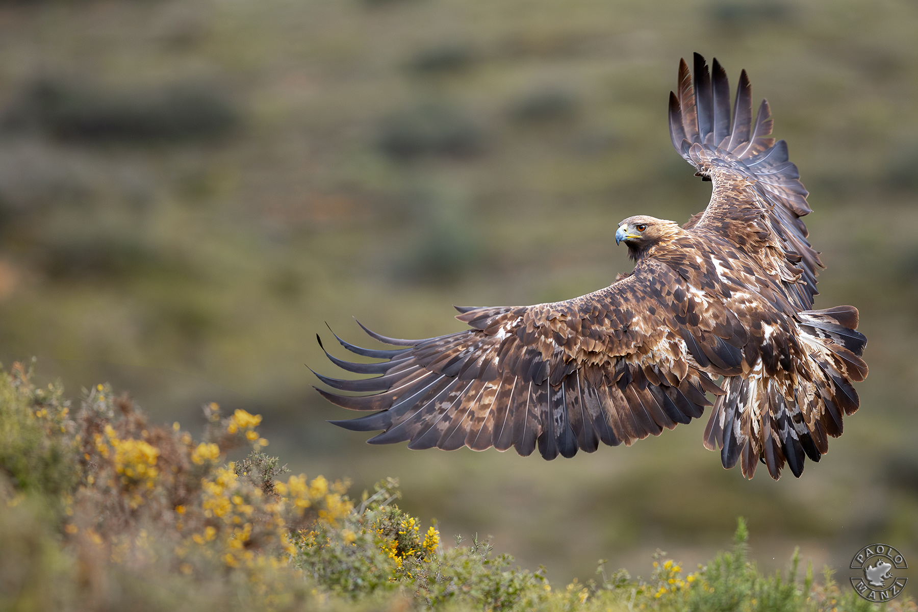 Male golden eagle in flight