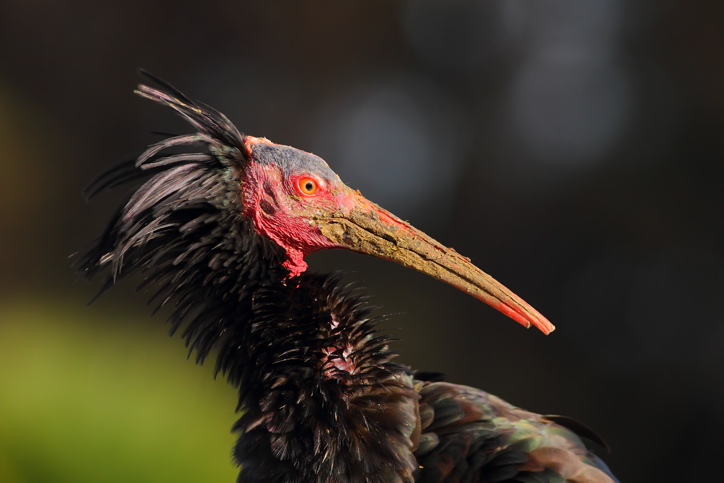 Ibis eremita.