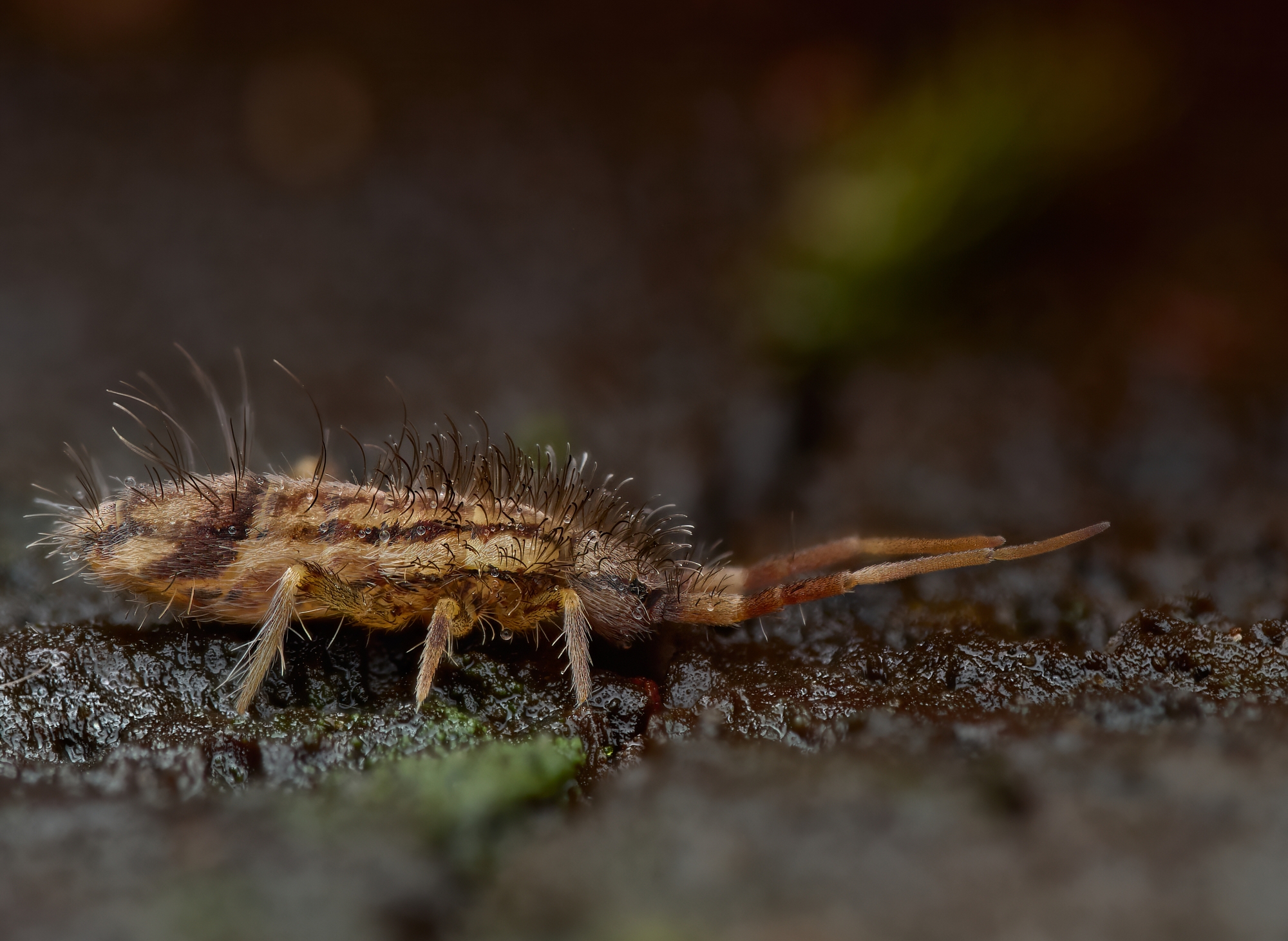Orchesella sp.