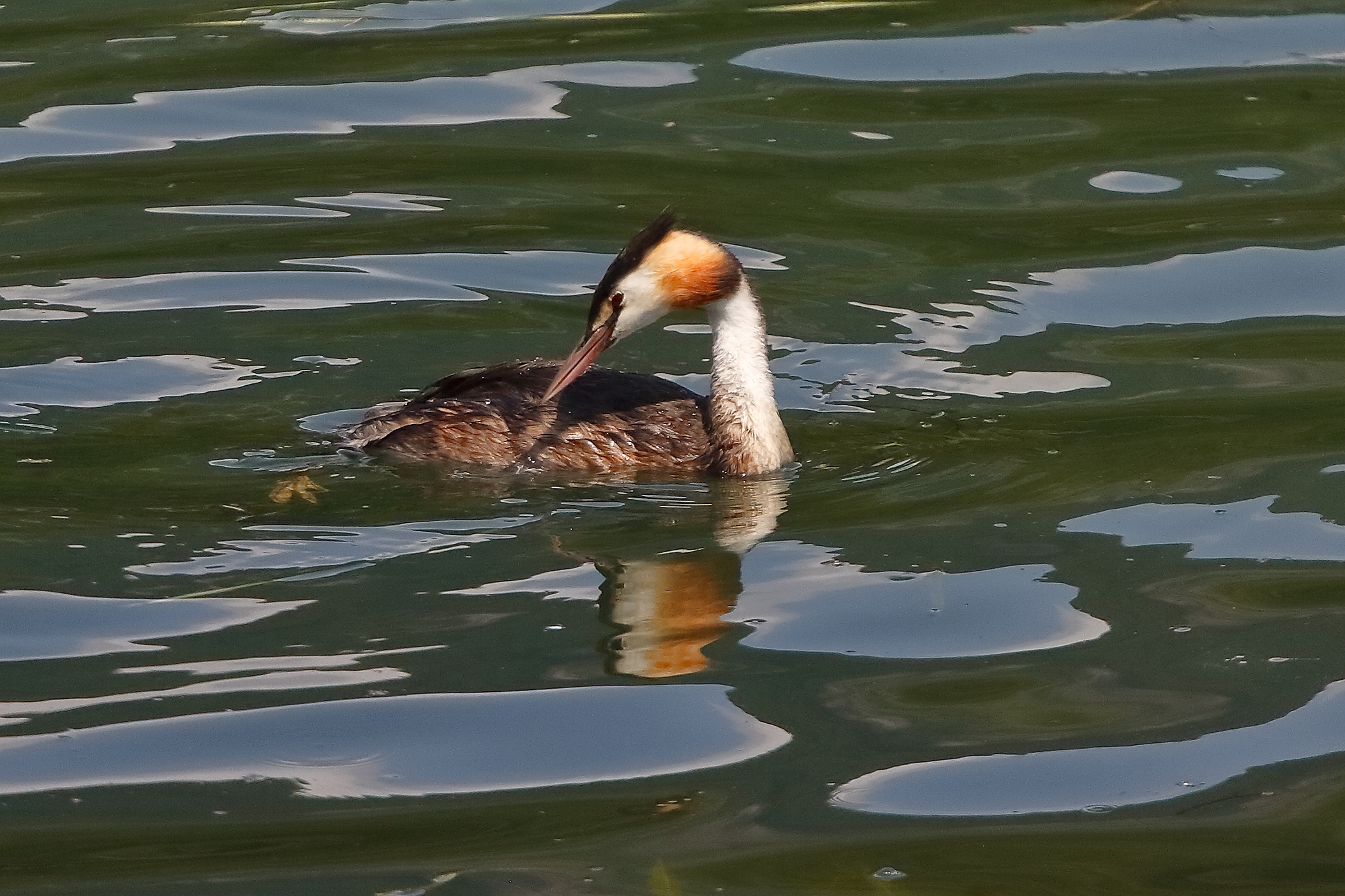 Svasso 07 agosto 2025 - 0021