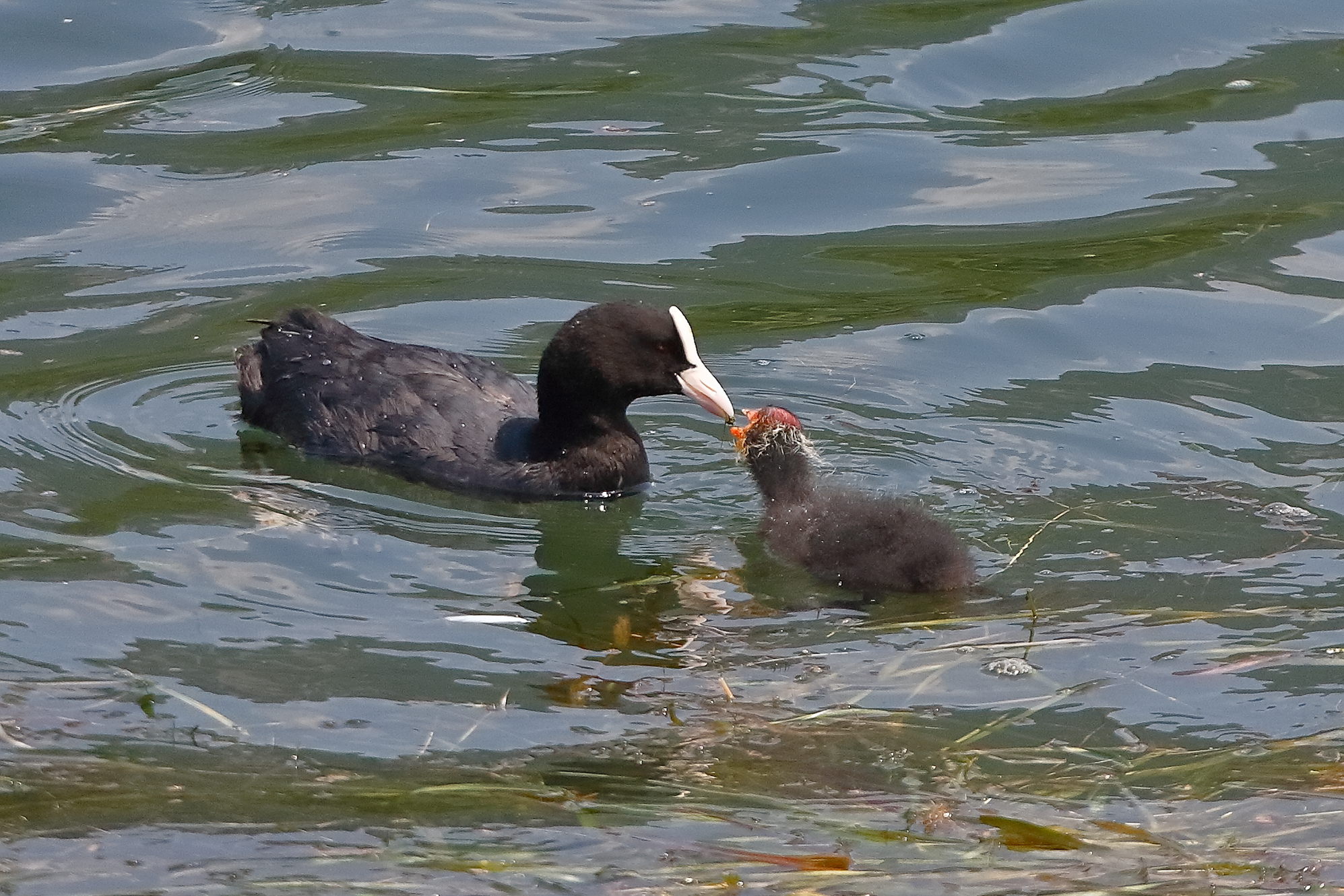 Folaghe 07 agosto 2025 - 0026