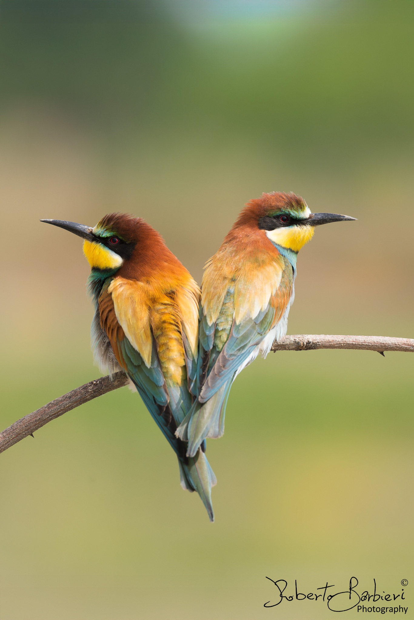 Bee-eaters heart