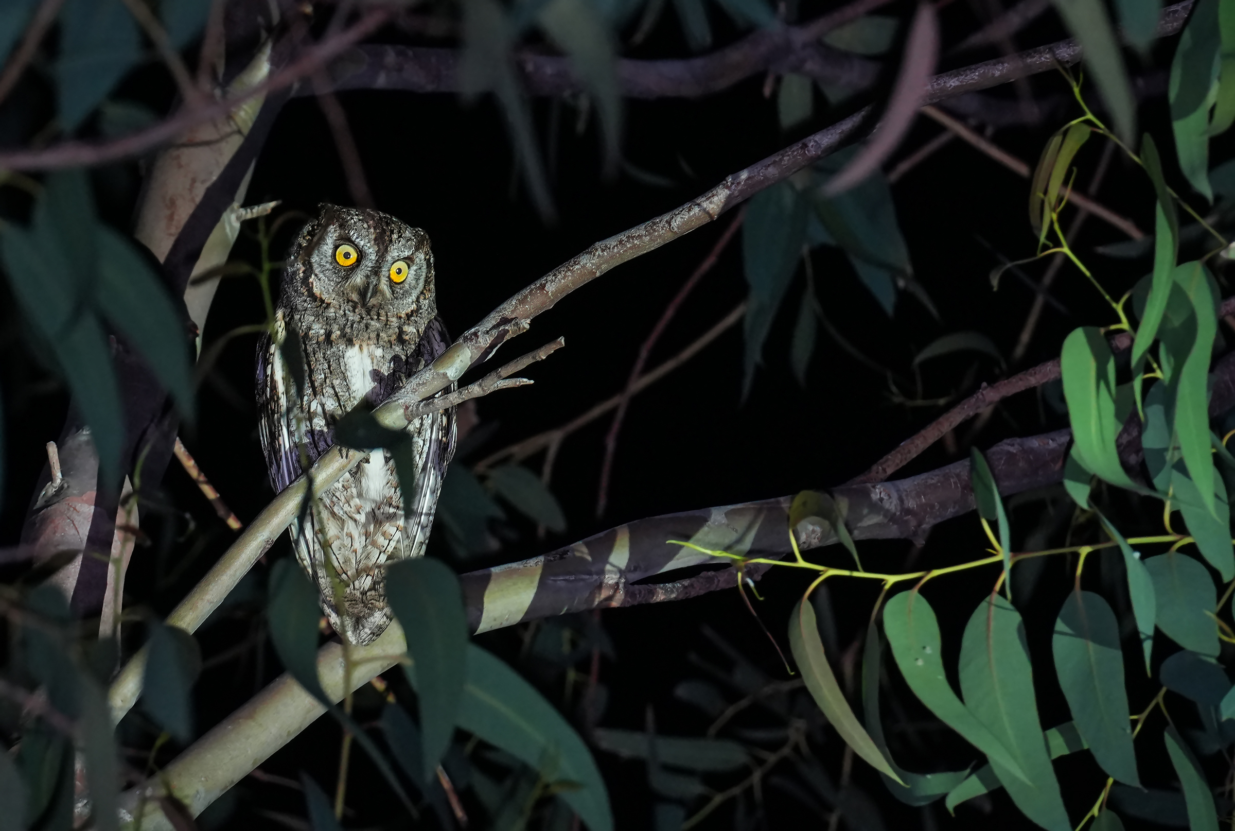 Scops Owl 1