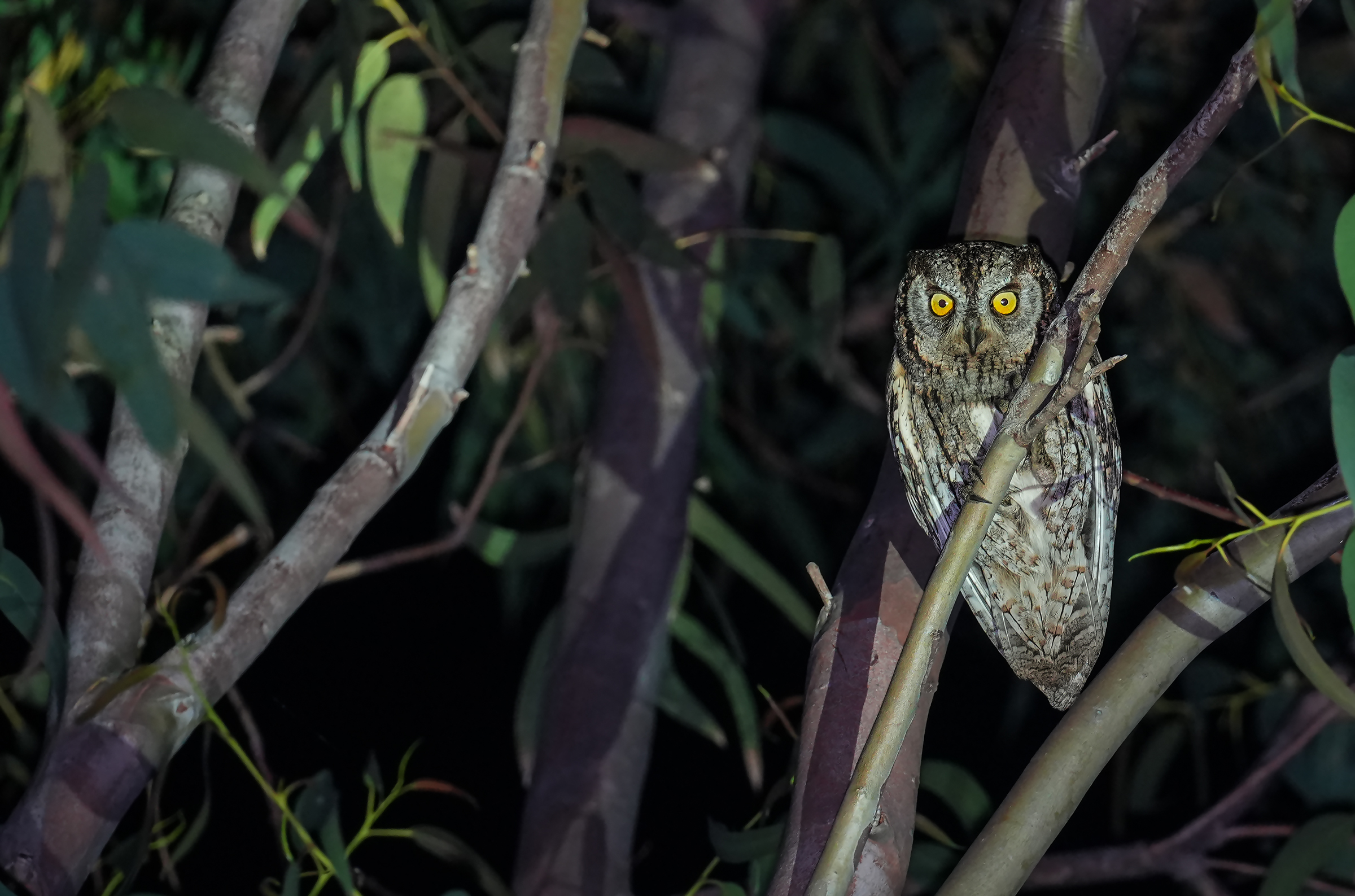 Scops Owl2