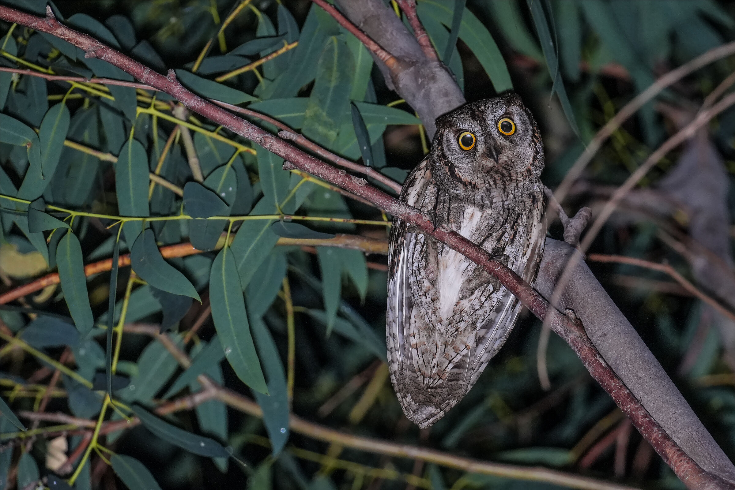 Scops Owl3