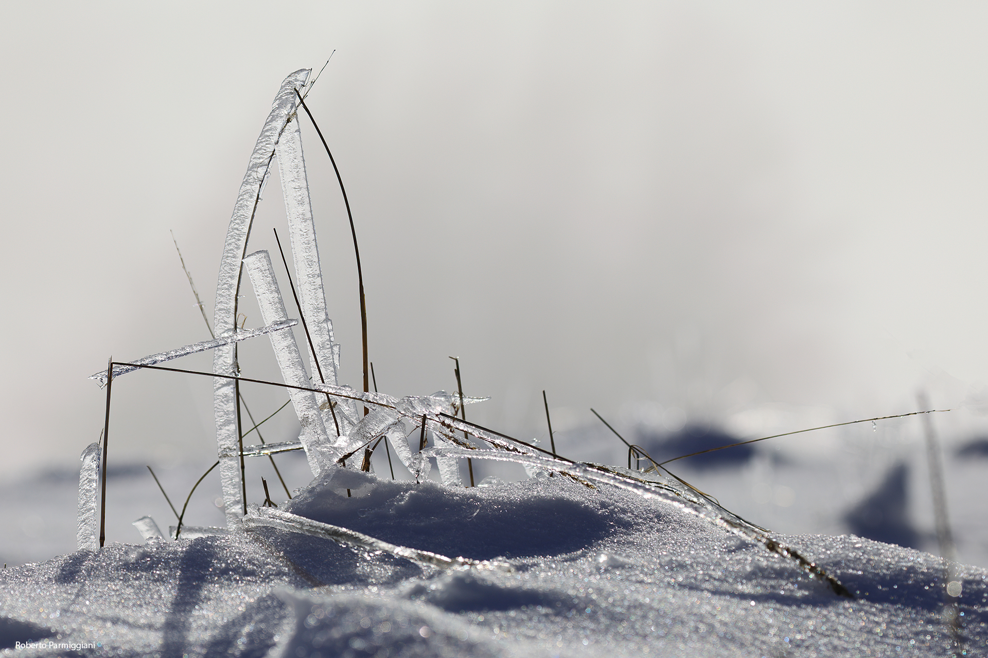 Ice organisms