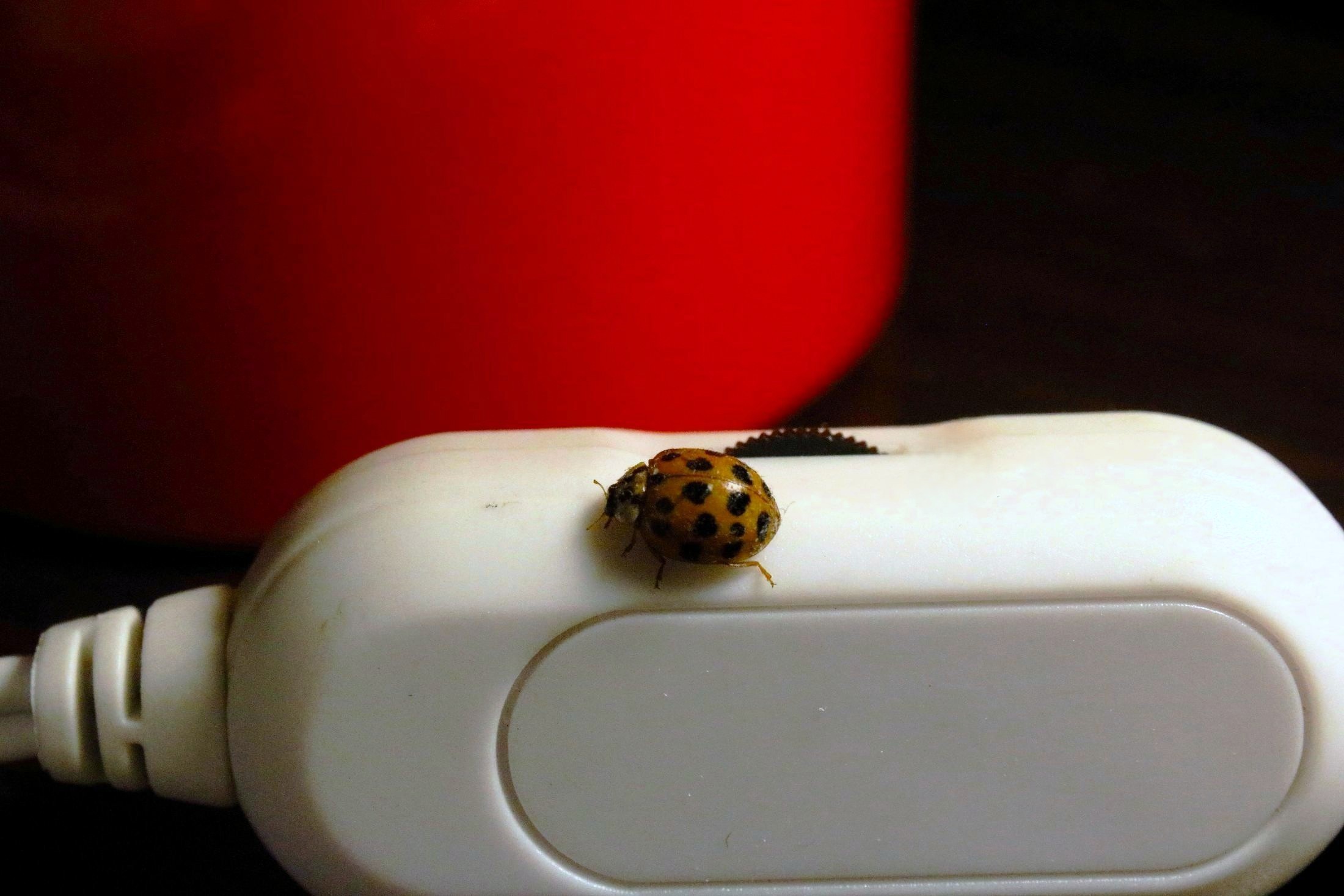 The ladybug and the switch