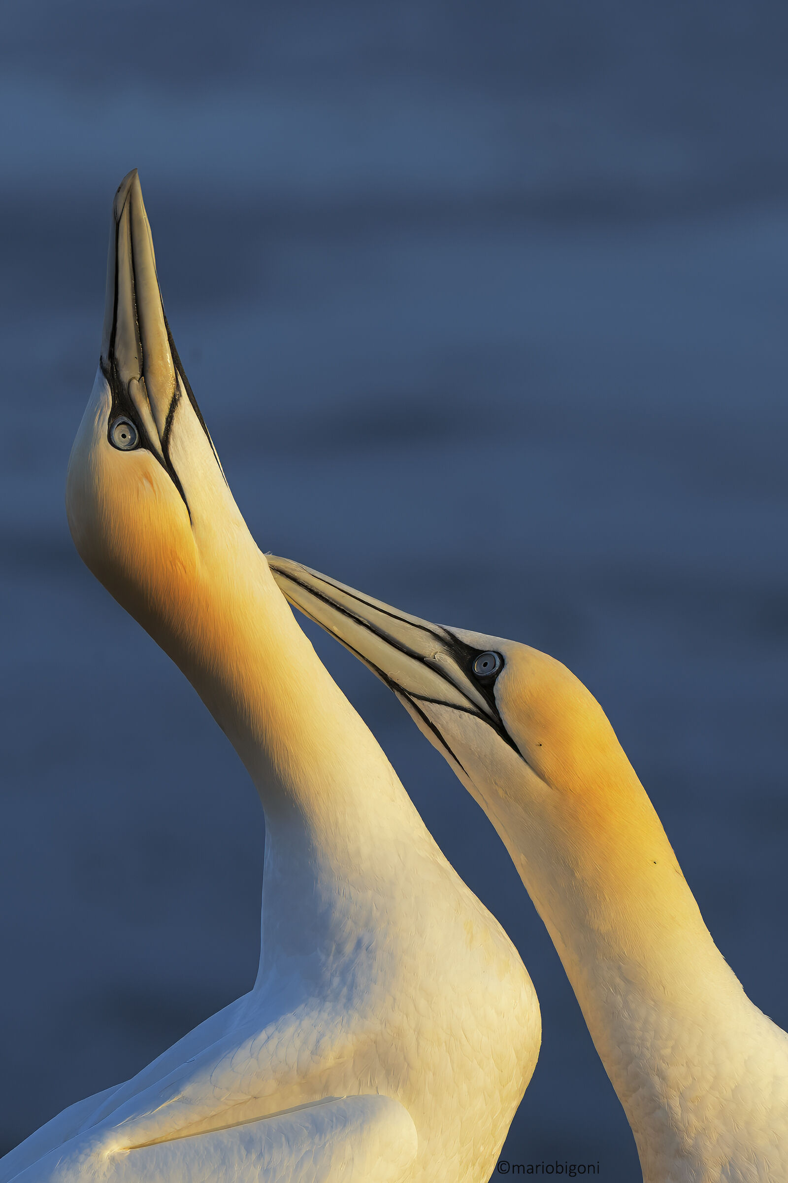 Gannets