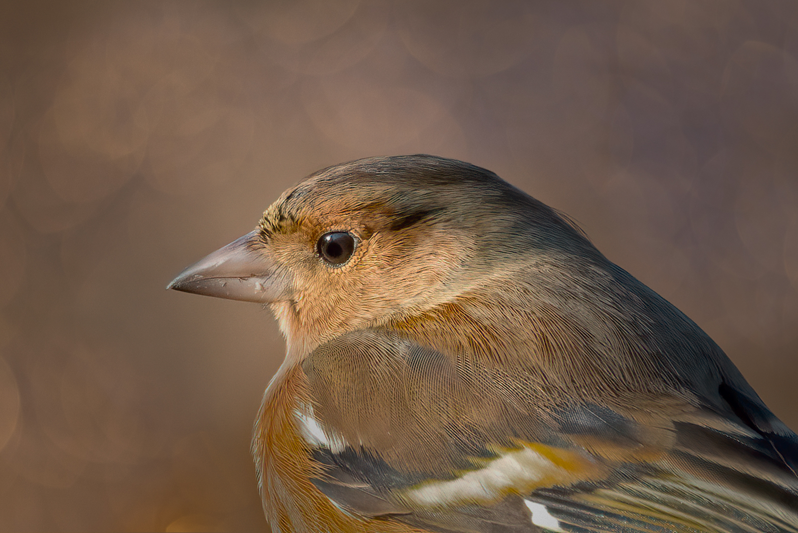 Ritratto di Fringuello maschio