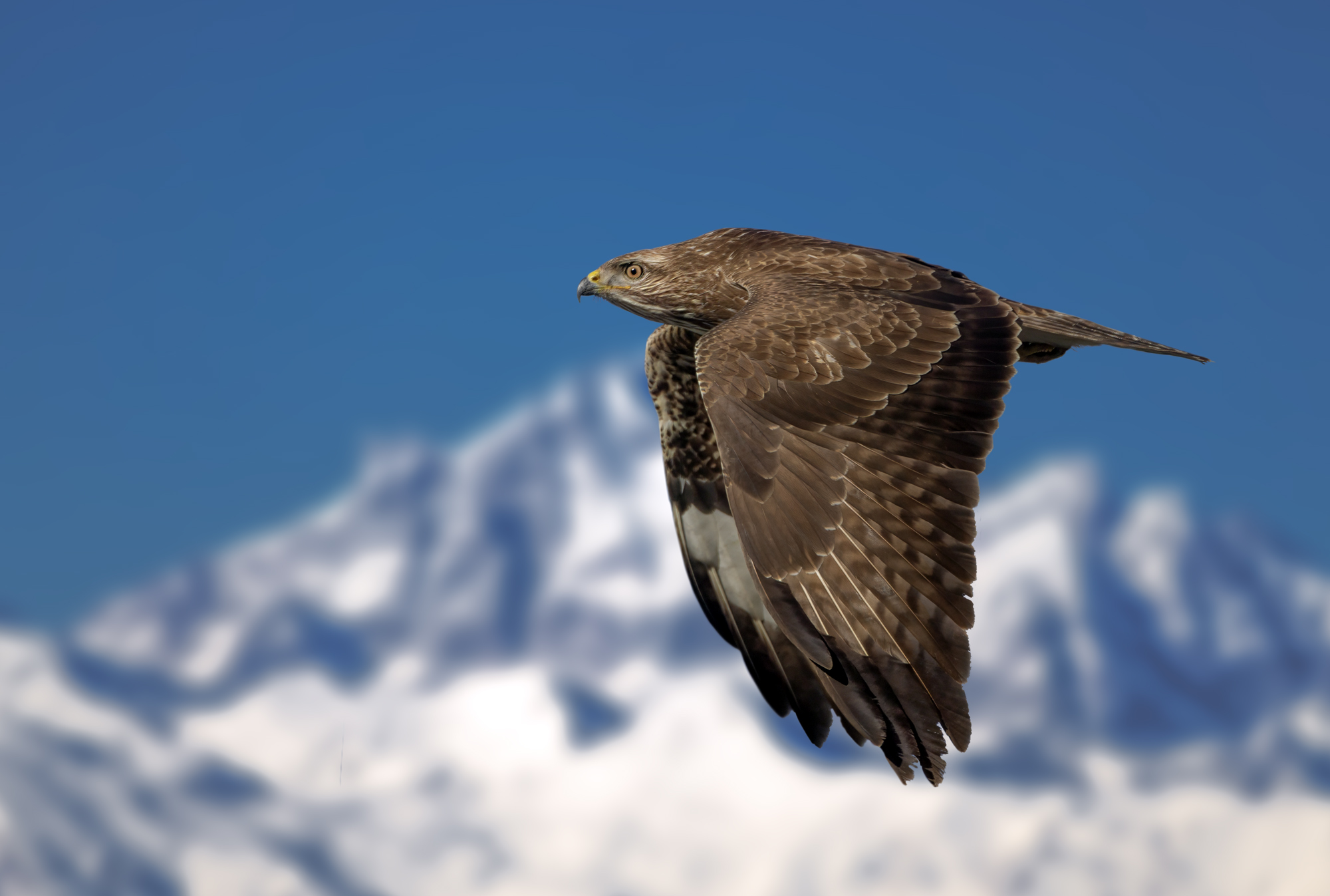 Poiana (Buteo buteo)