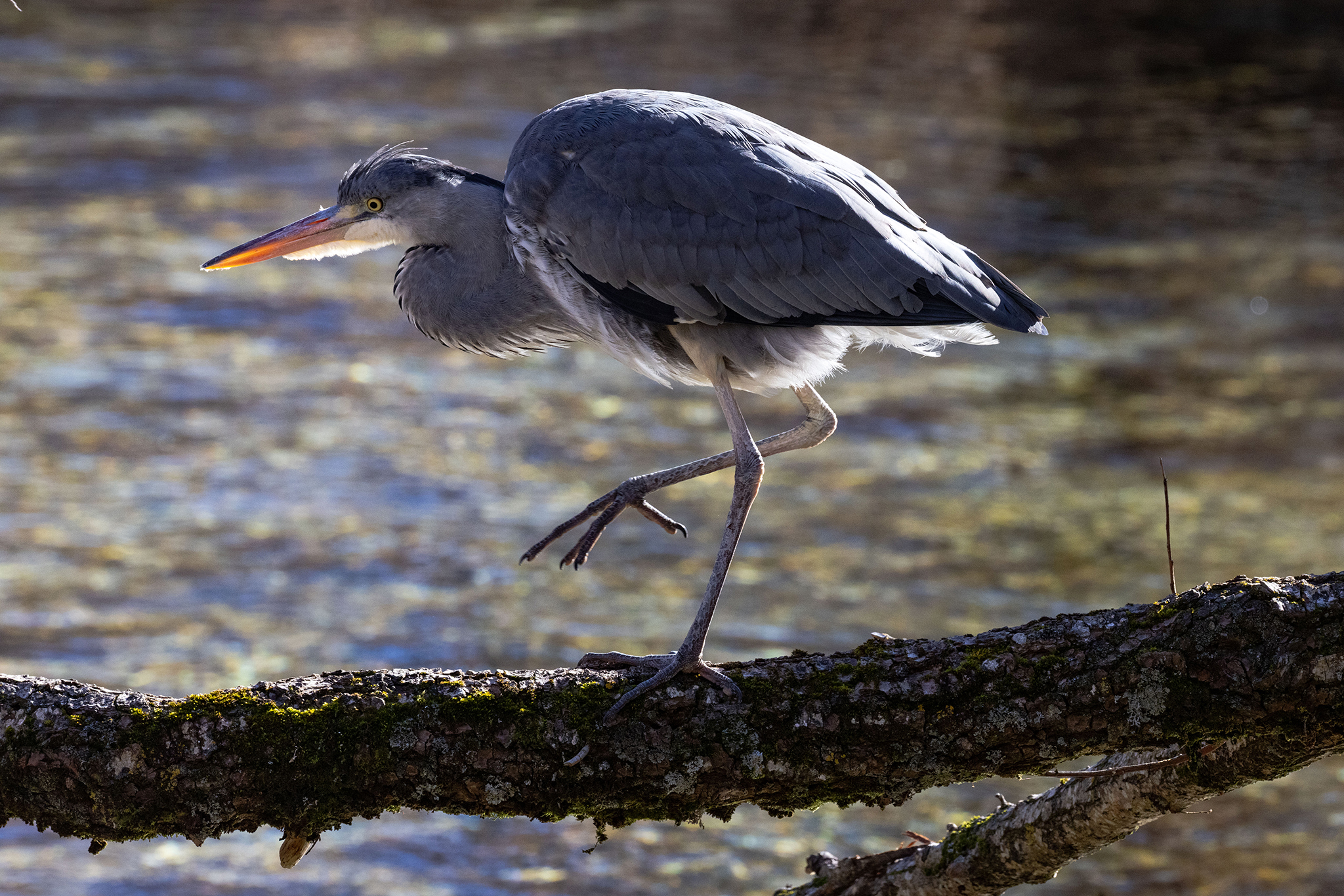 Guardingo on the Sangro River (Grey Heron)