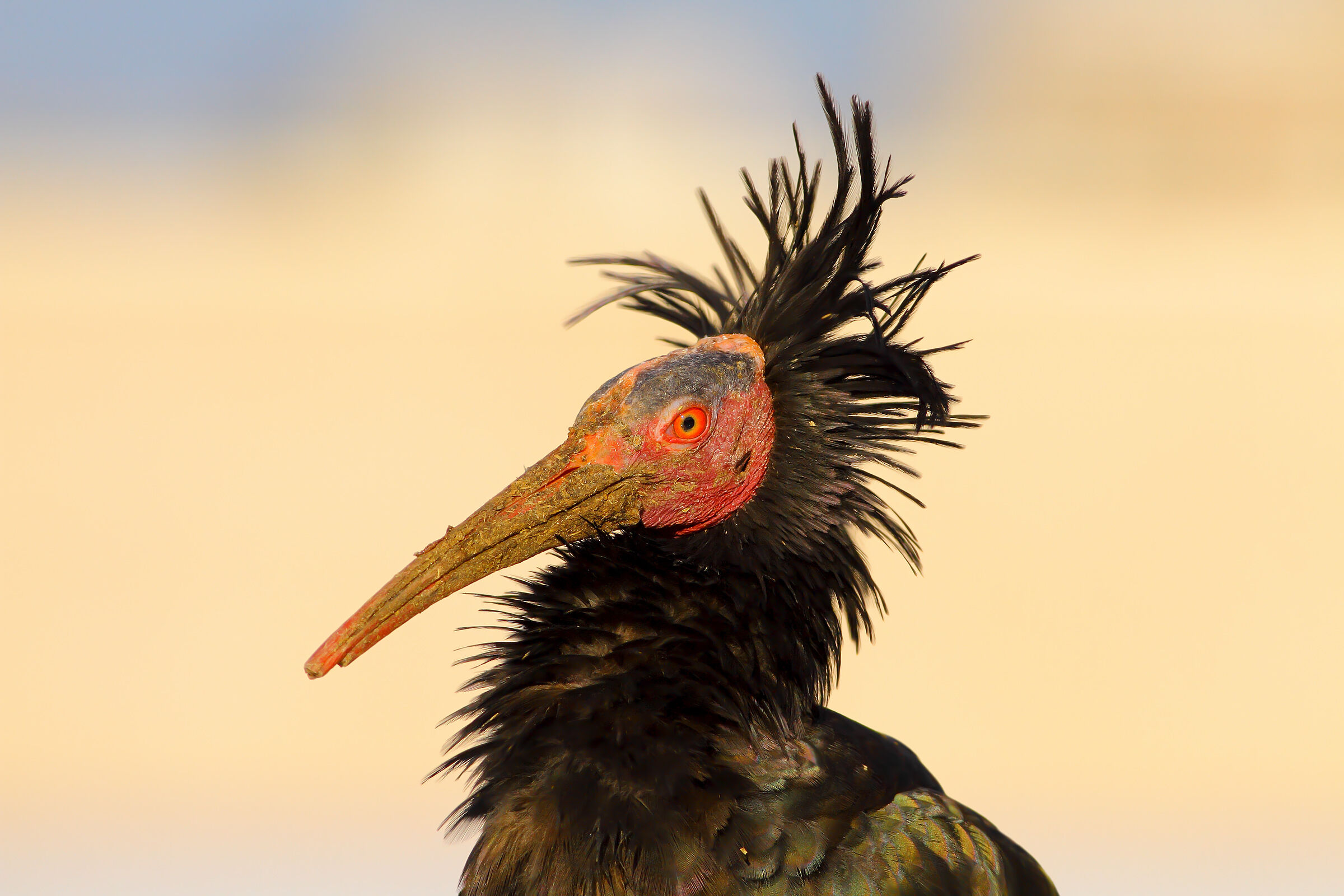 Ibis eremita.