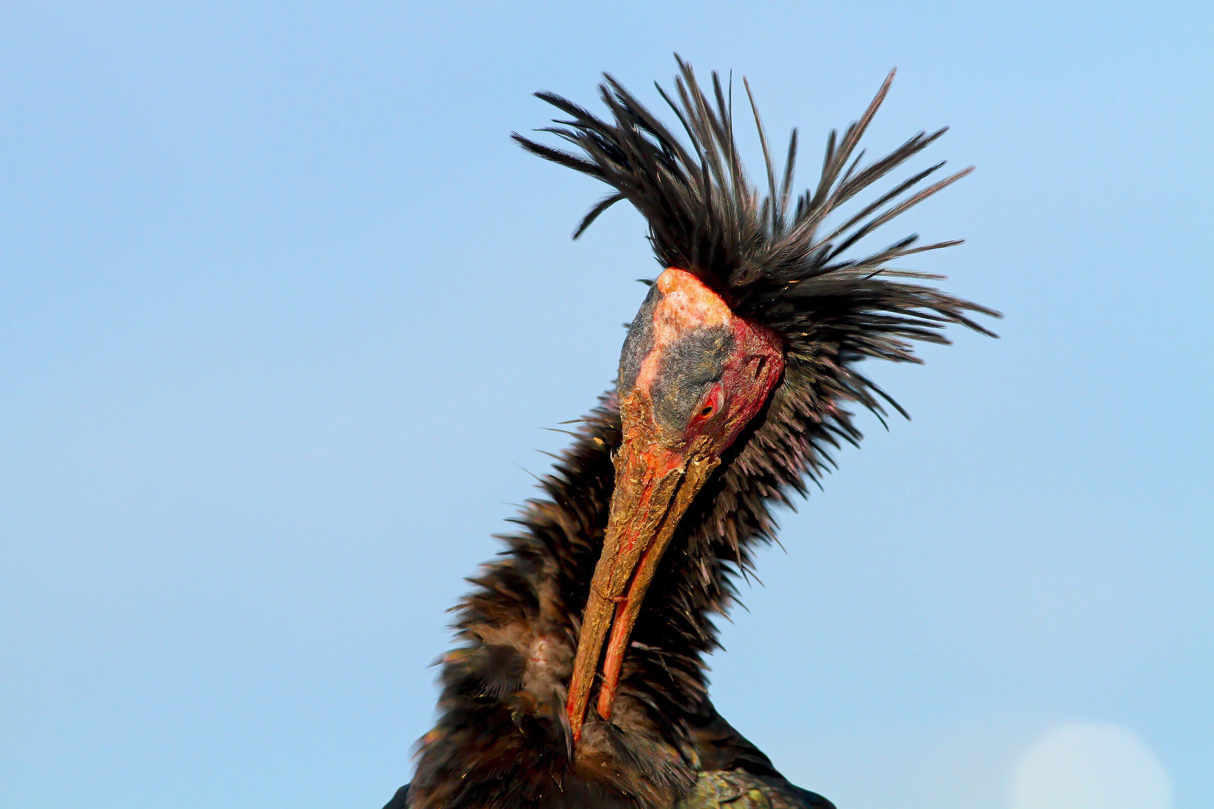 Ibis eremita.