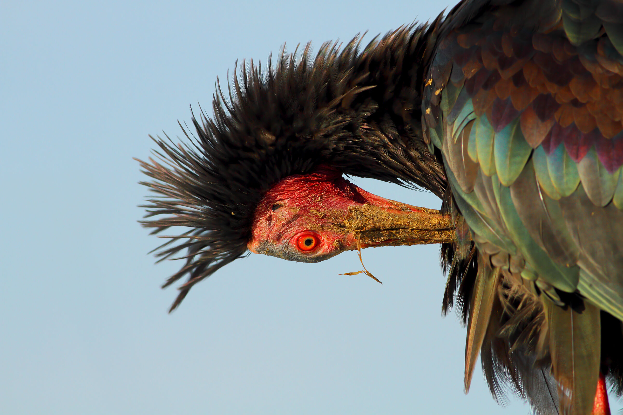 Ibis eremita.