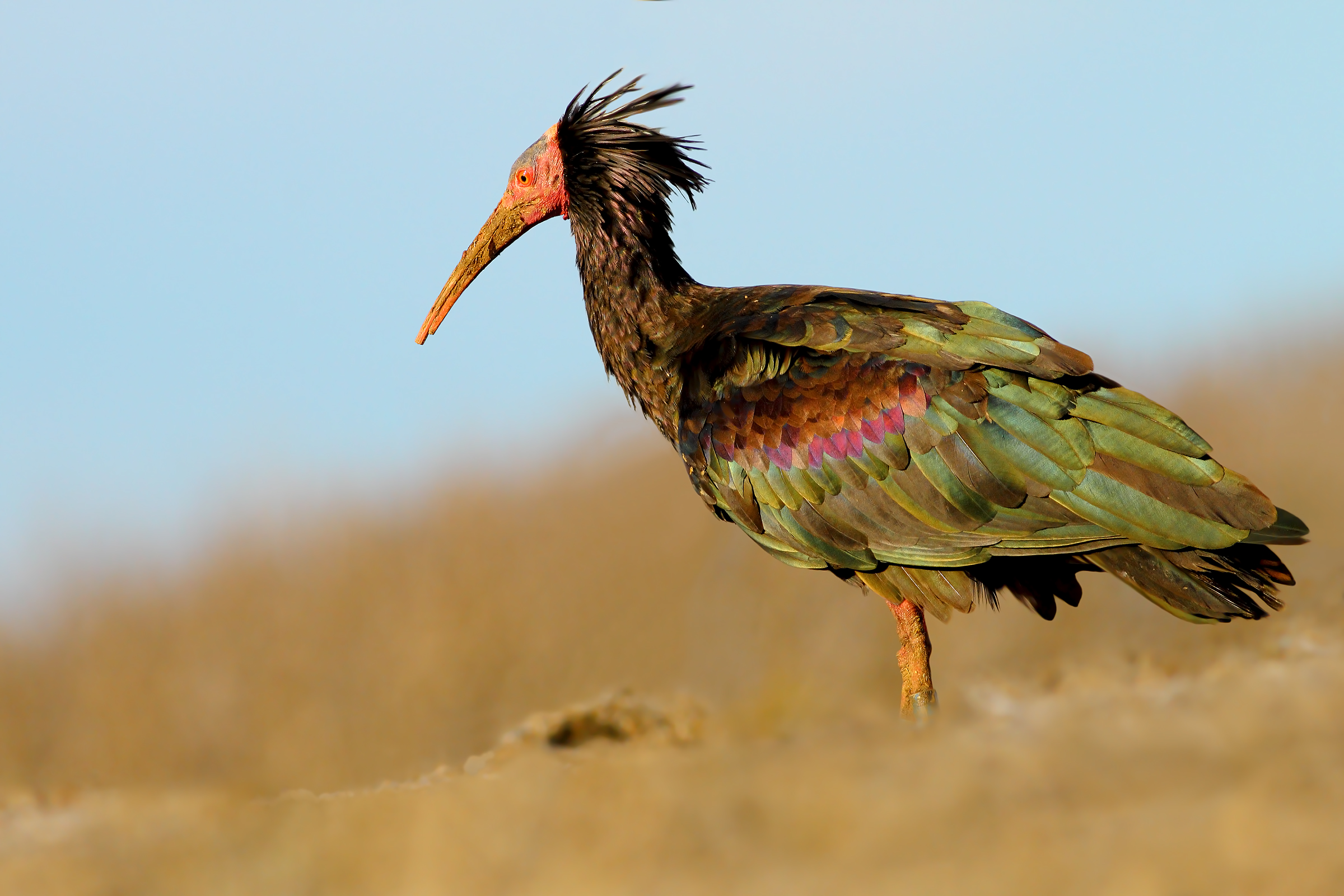 Northern Bald Ibis.