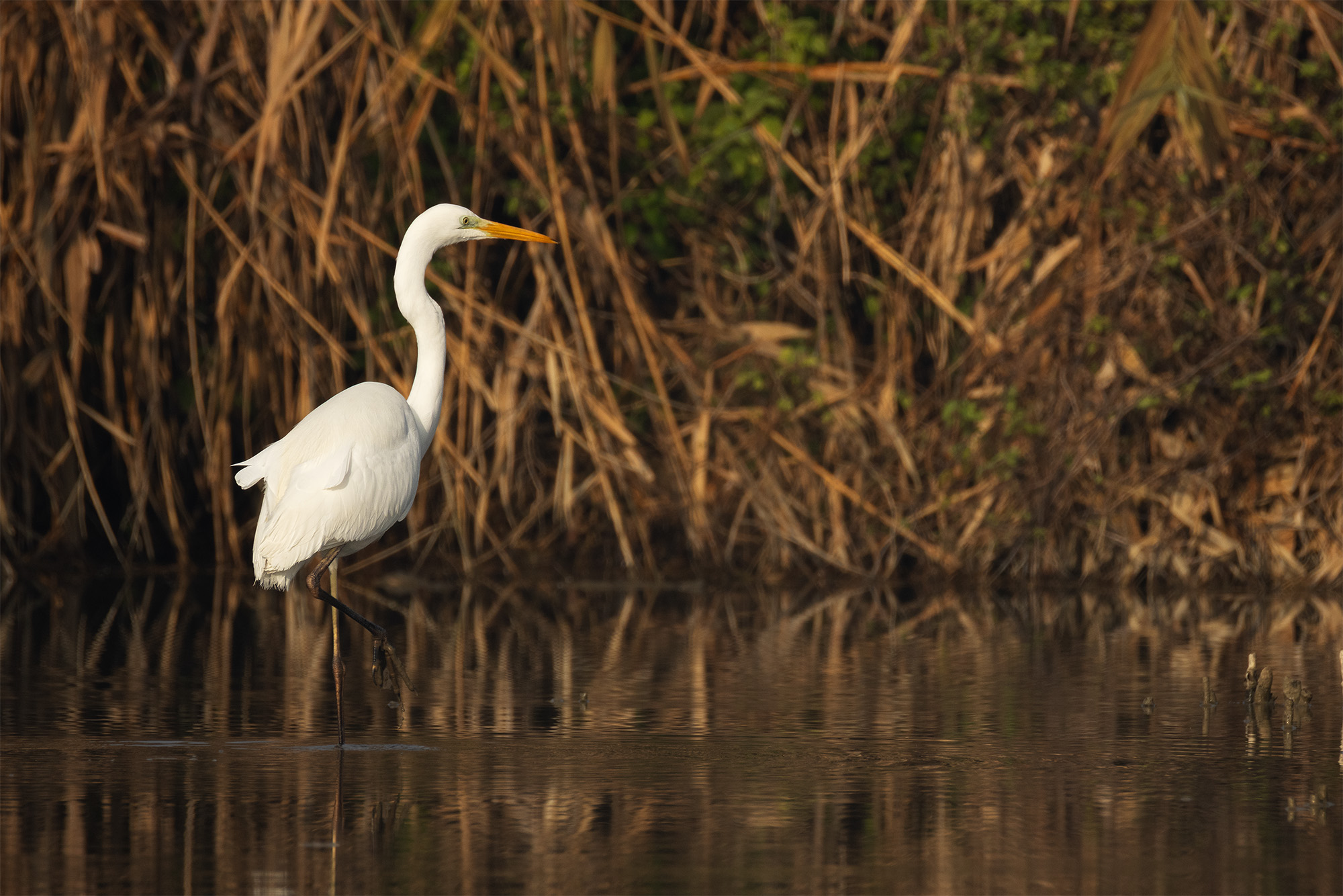 Great Egret