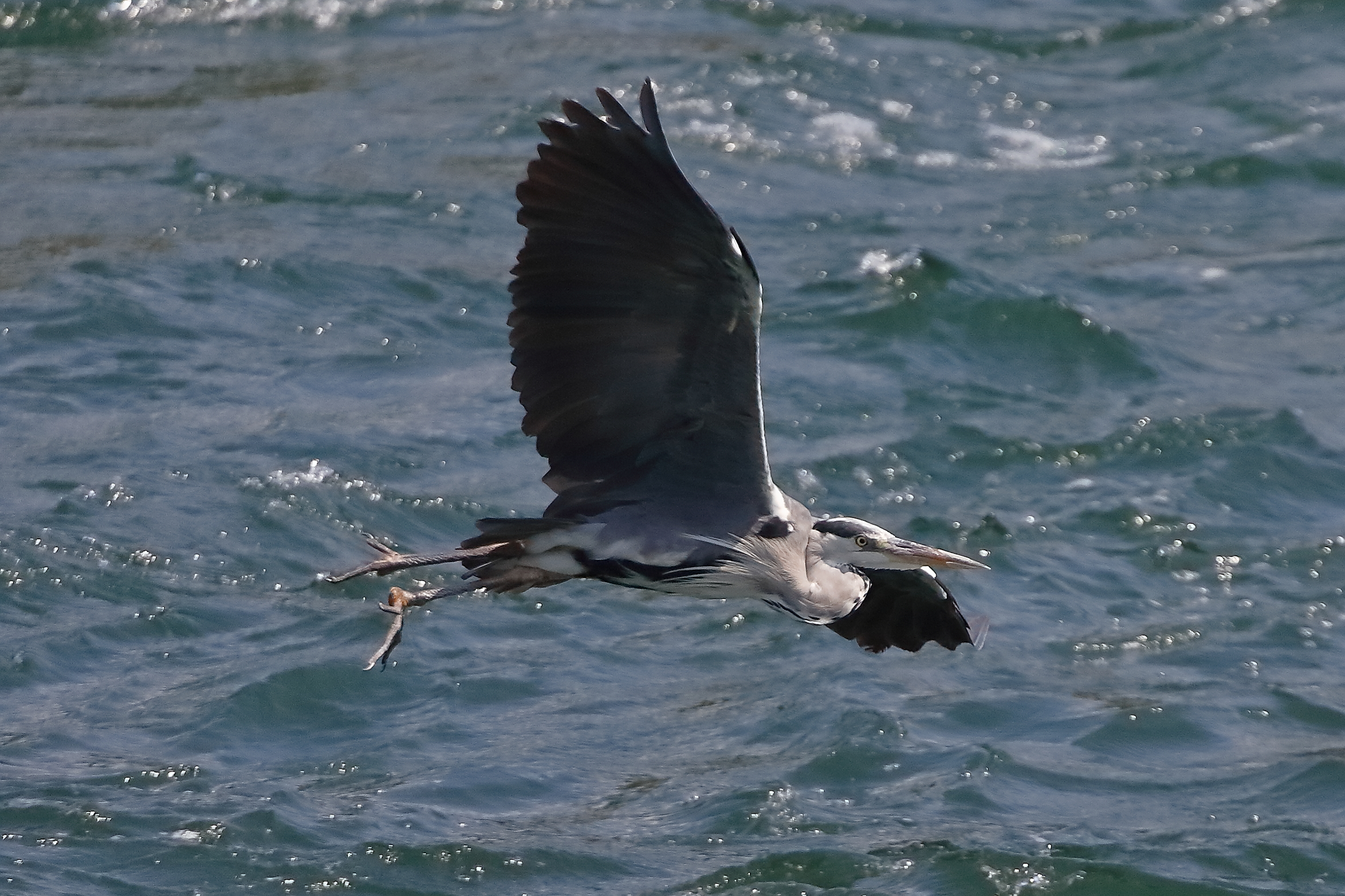 Cenerino 07 agosto 2025 - 0054