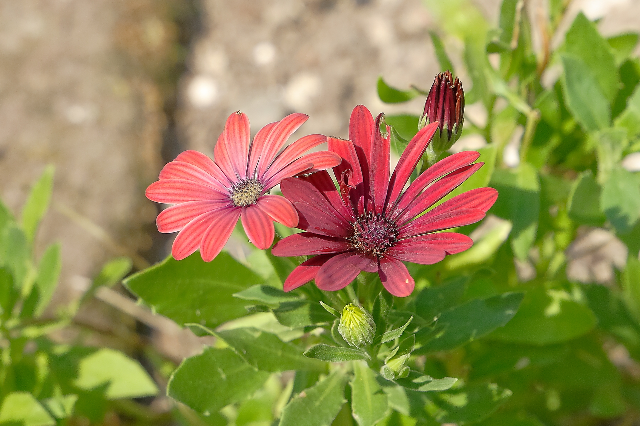 Petali 07 agosto 2025 - 0209