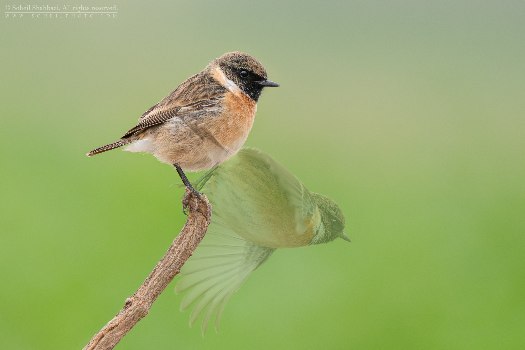 European stonechat