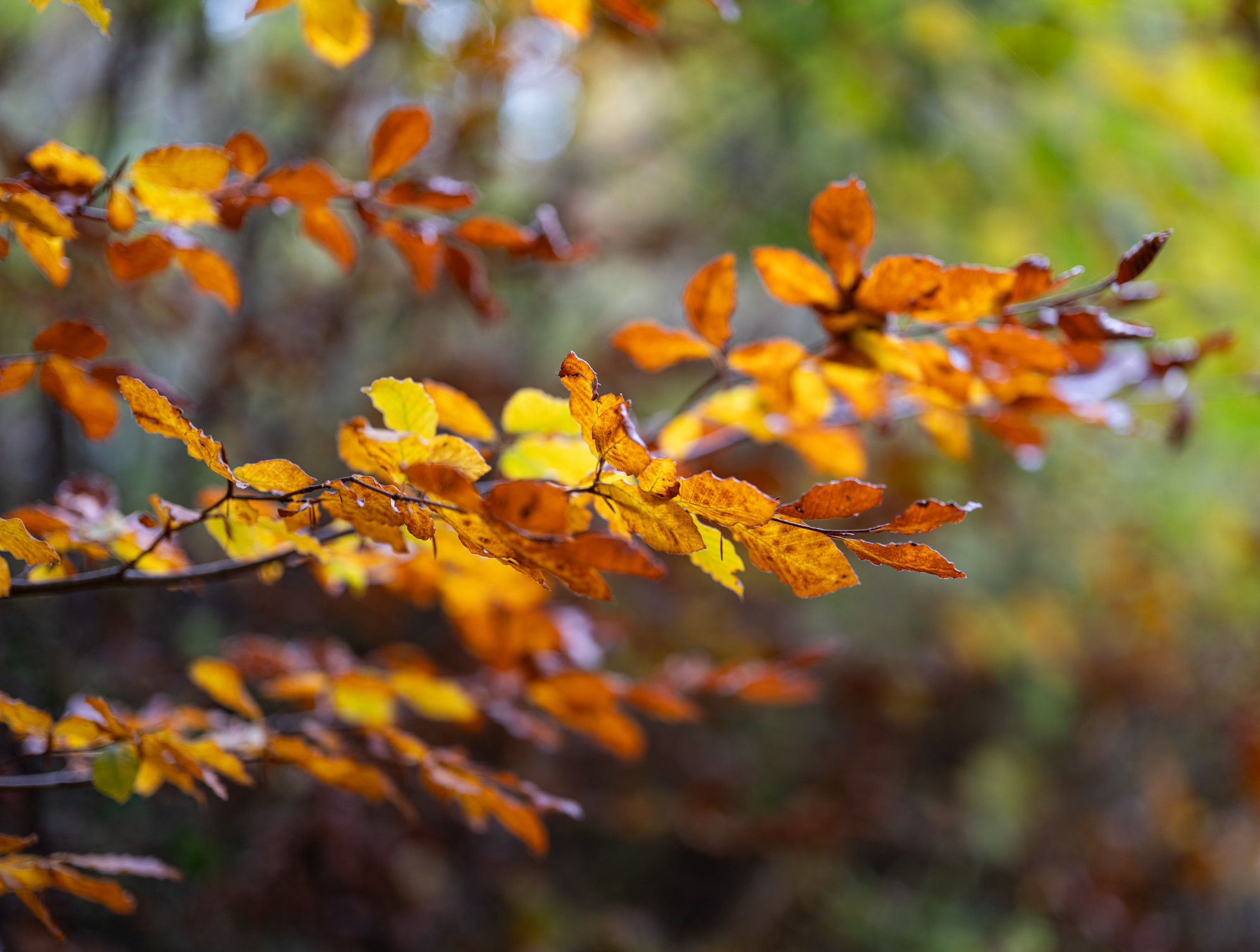 Autumn
